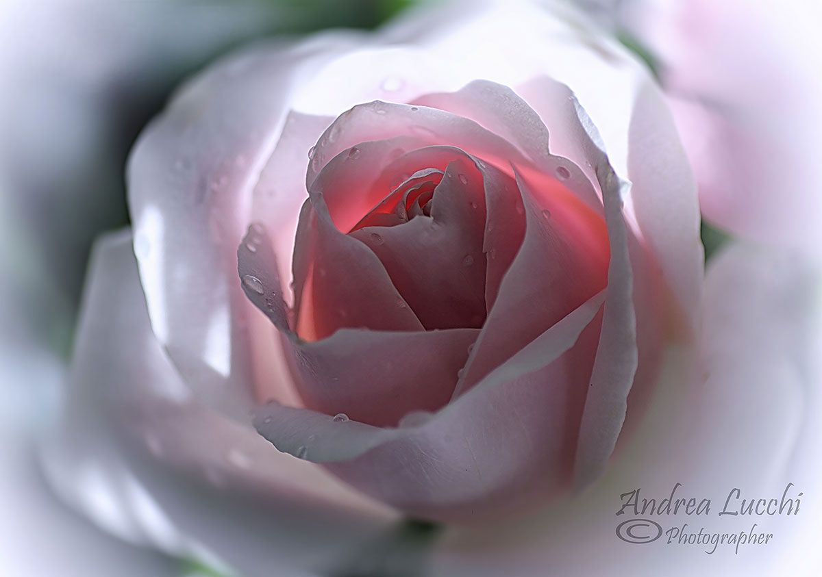 l 'last rose of my garden...