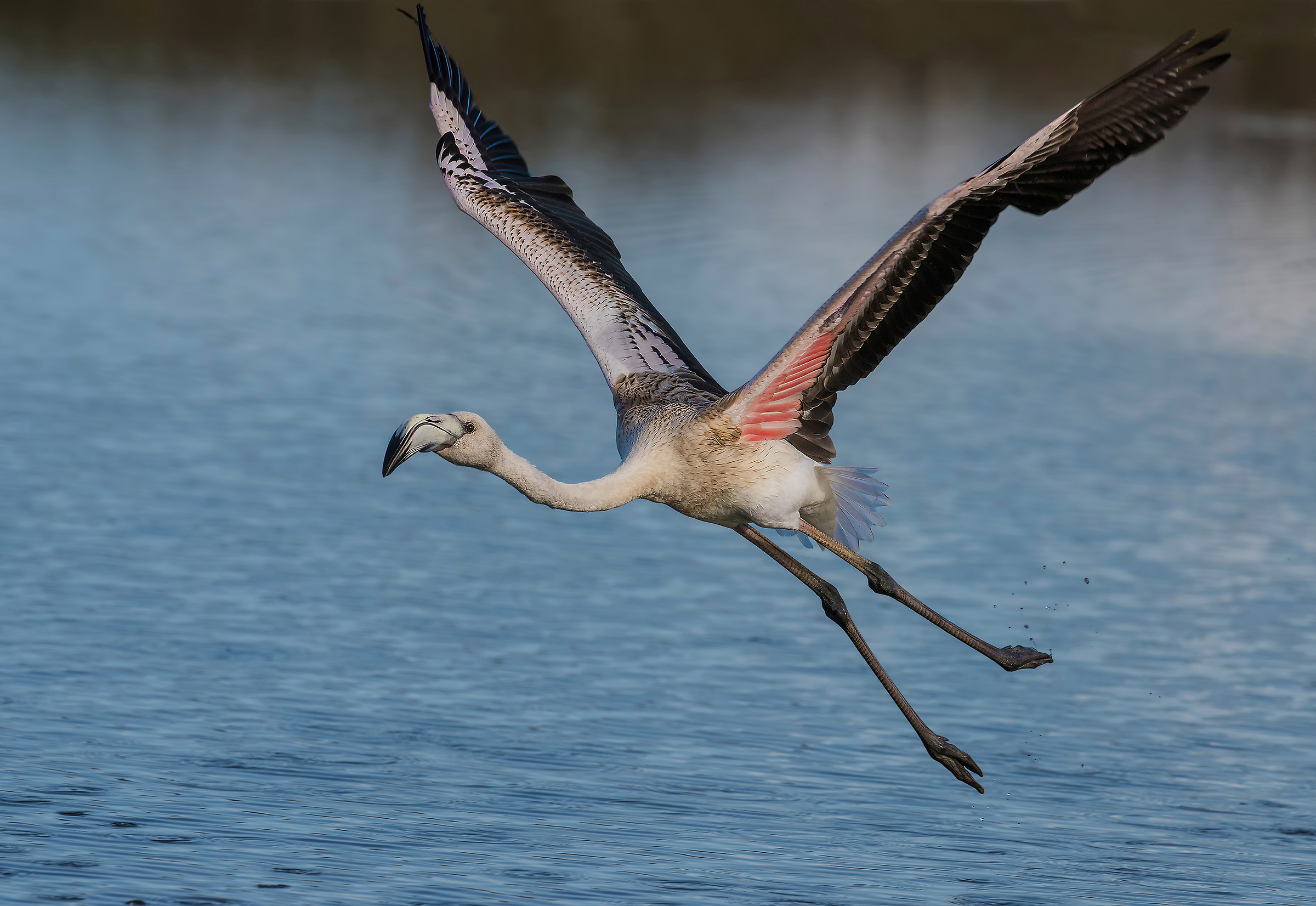 flamingo takeoff...