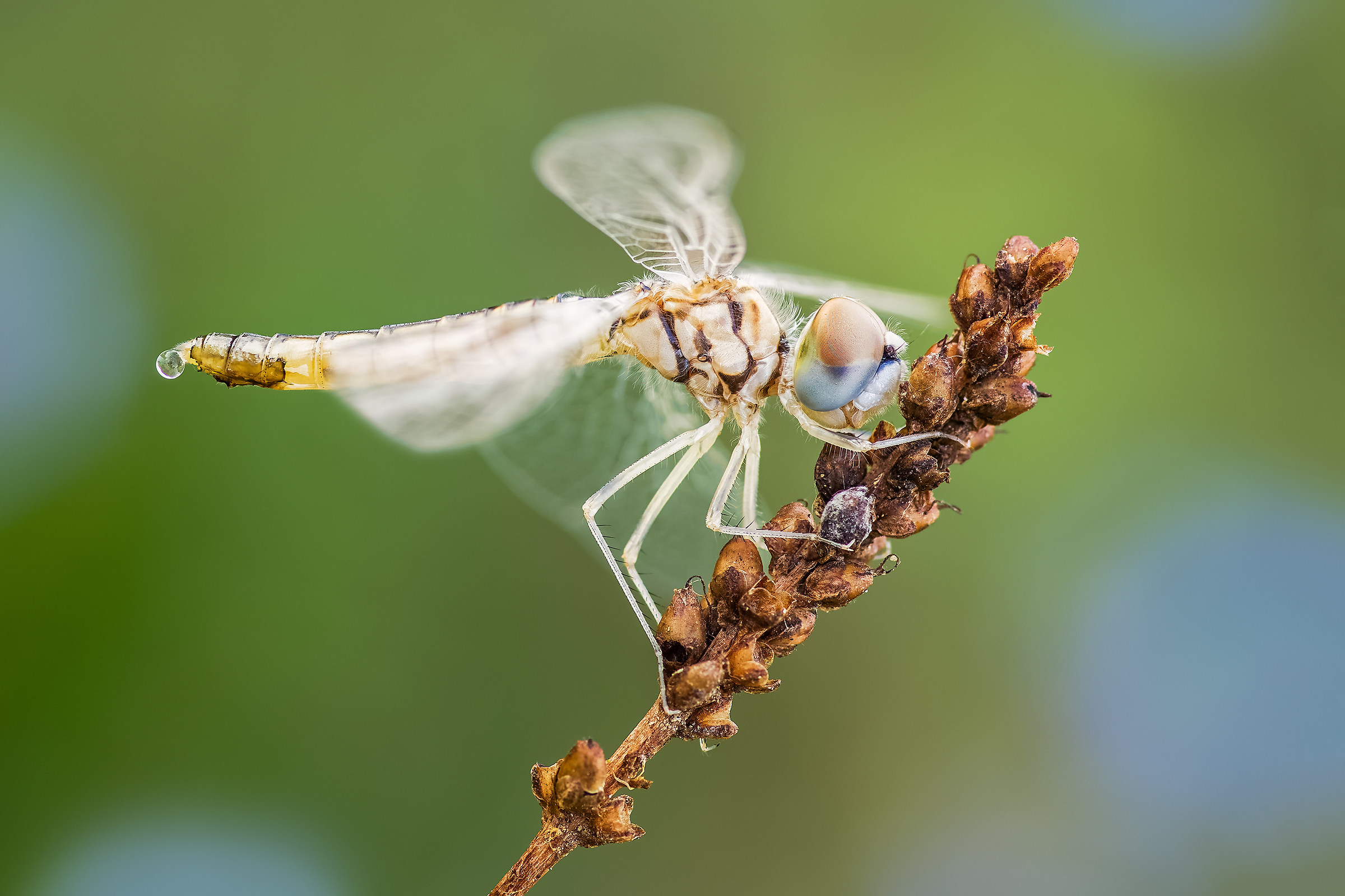 Selysiothemis nigra...