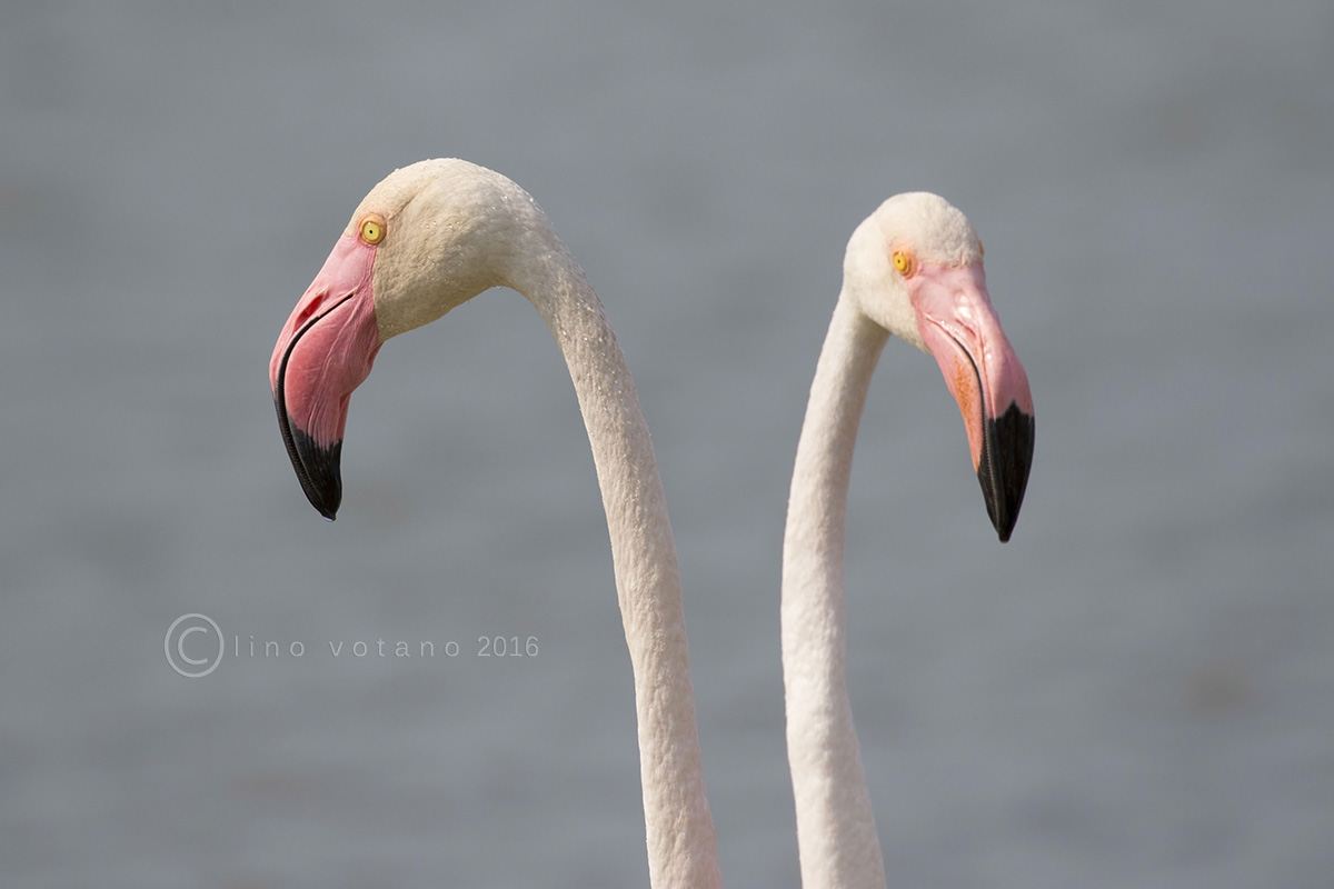 Flamingo (Phoenicopterus roseus)...
