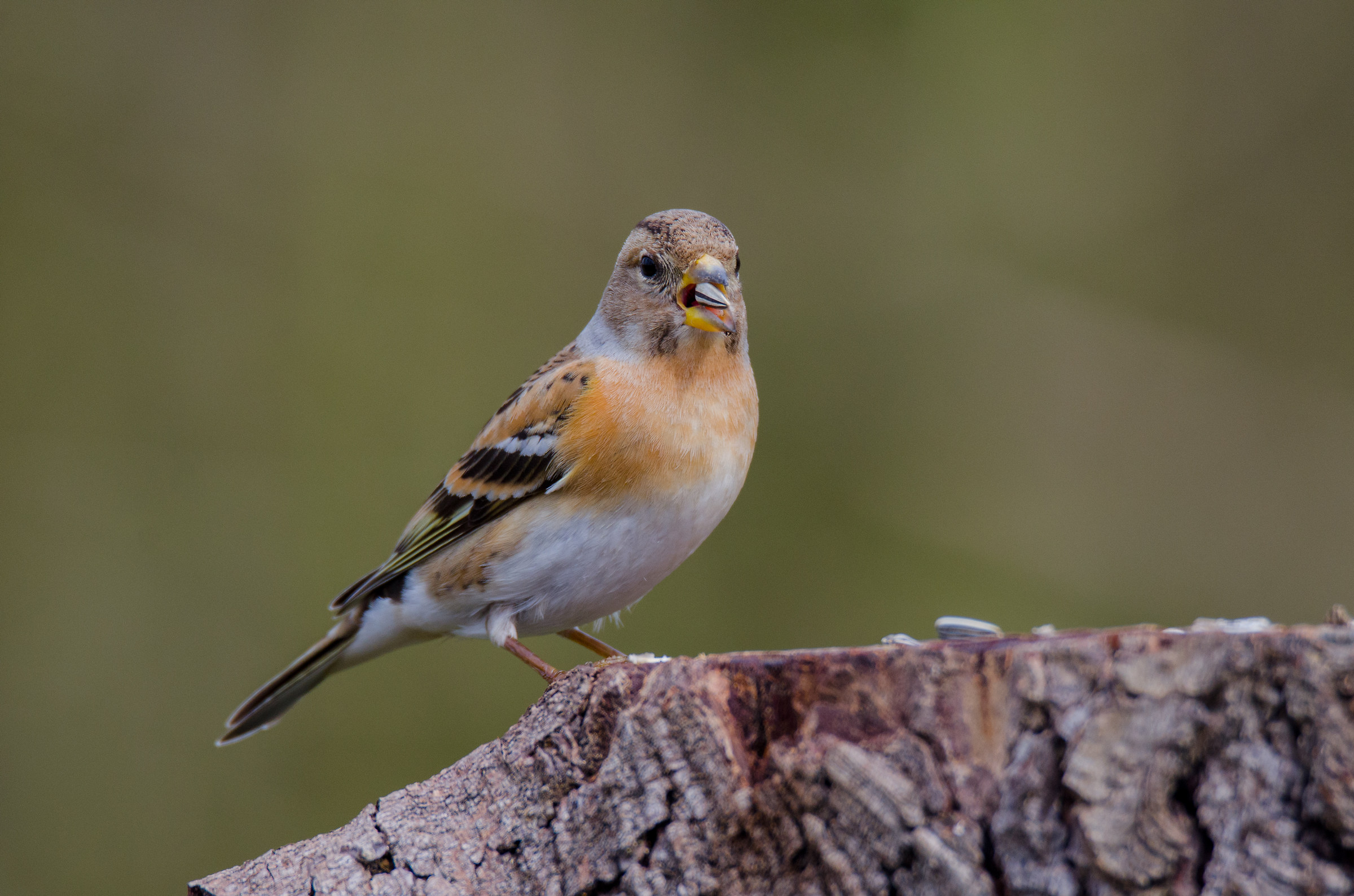 brambling in hd with d7000...