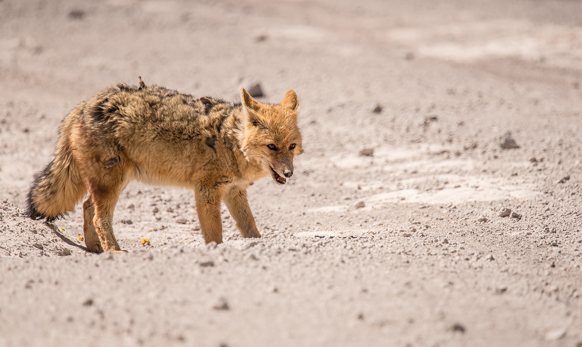 Andean fox....