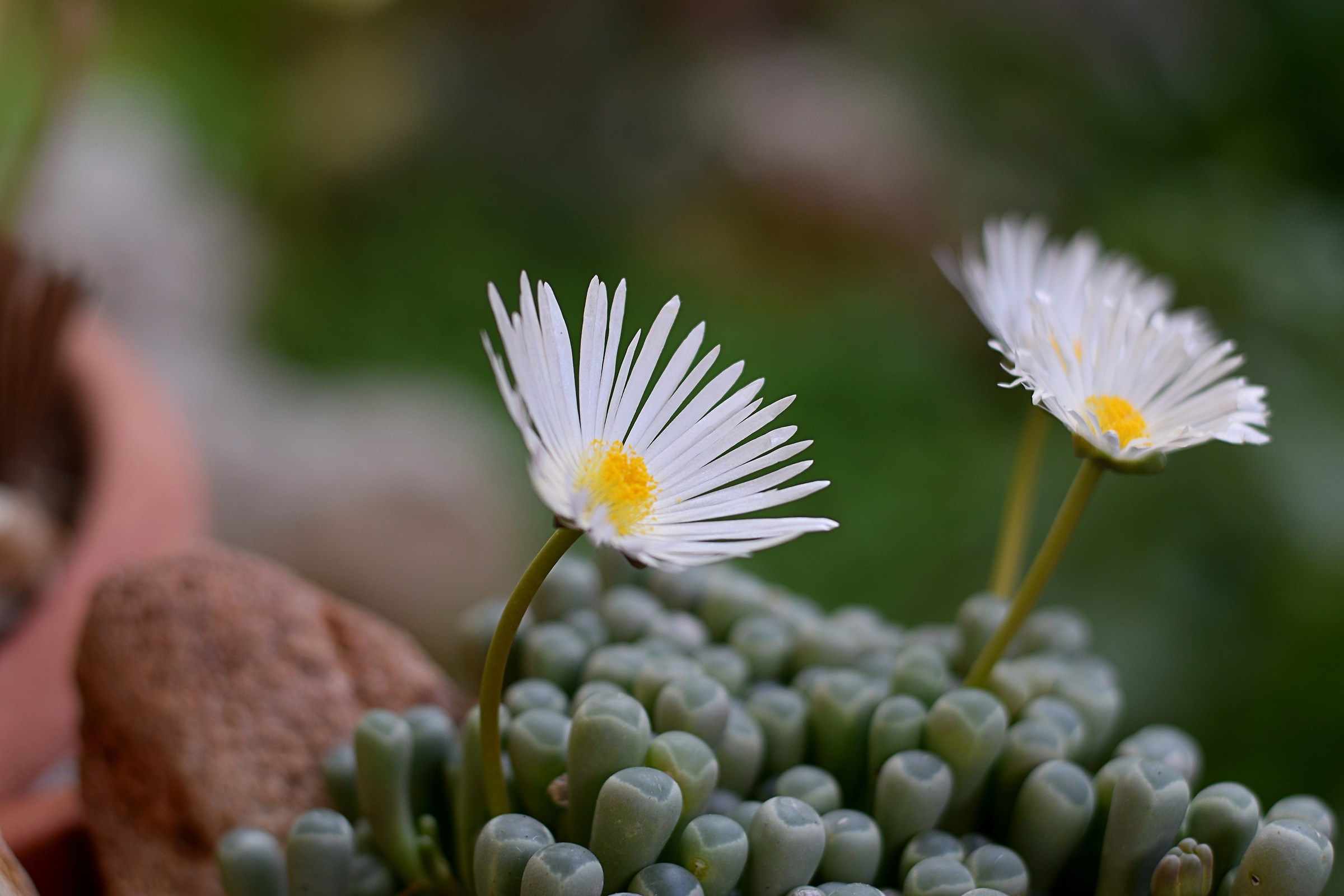 Flowers...