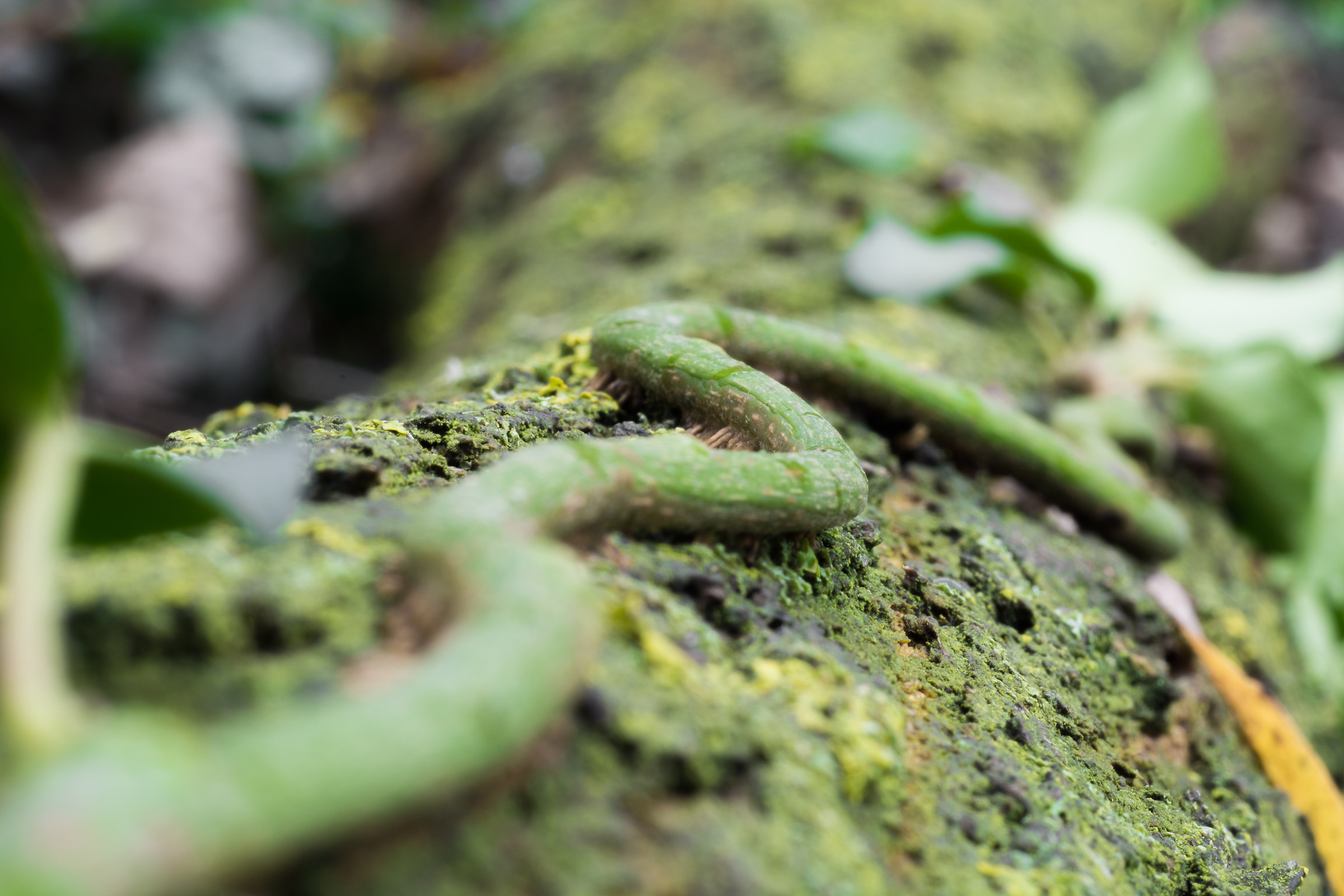 Green Mamba...
