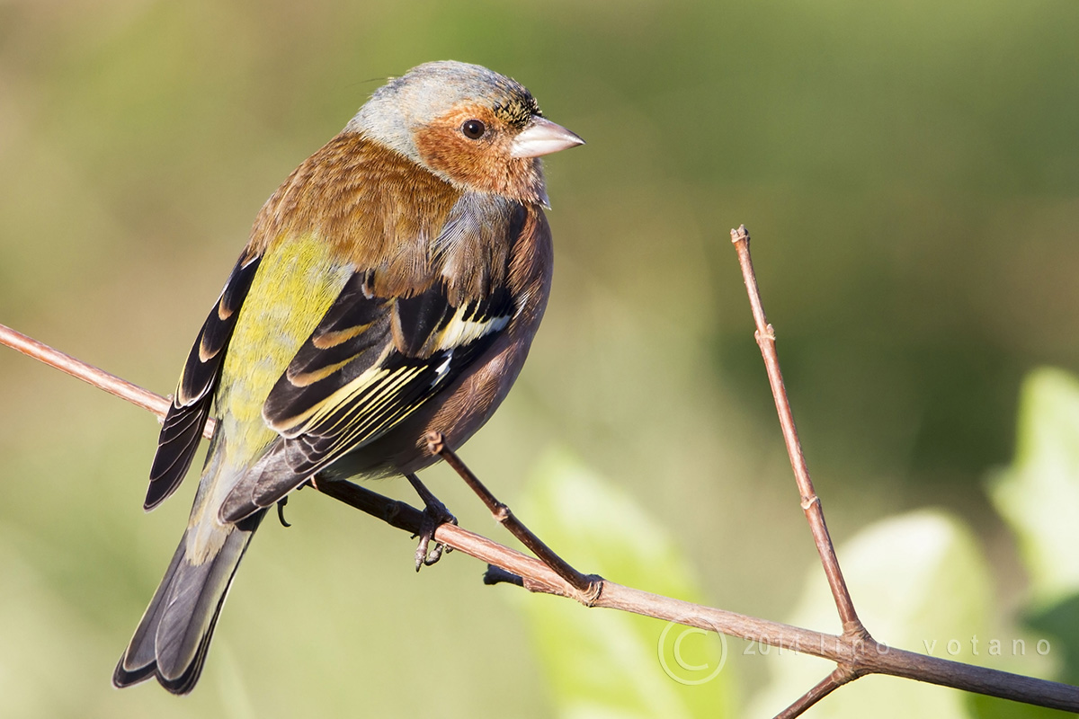 Chaffinch (Frigilla coelbs)...