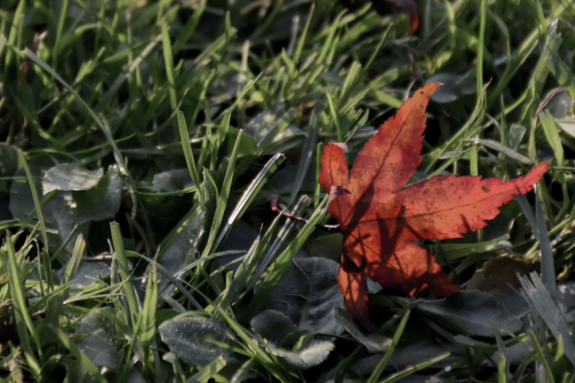 On the lawn, a leaf...