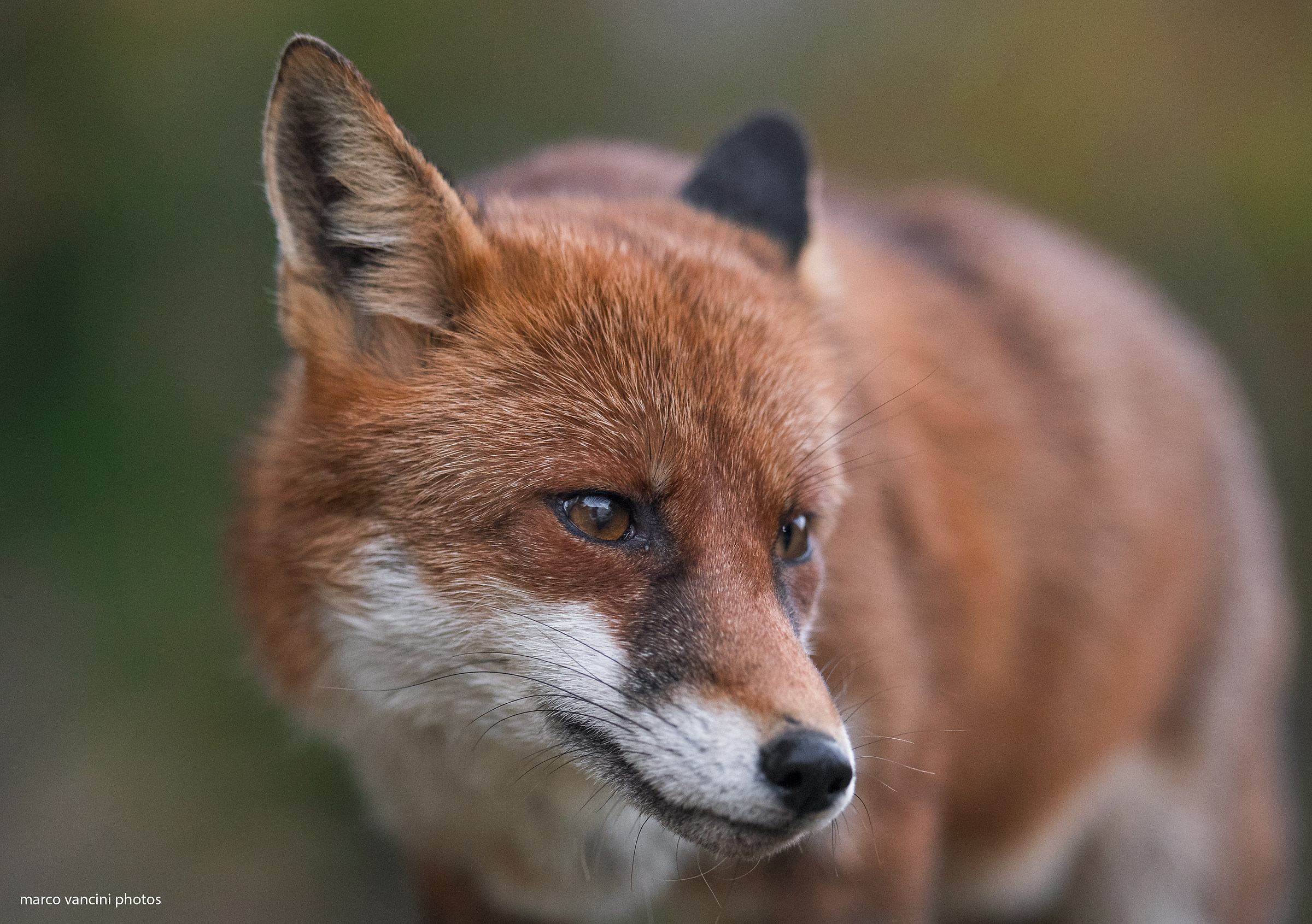 The beautiful fox...