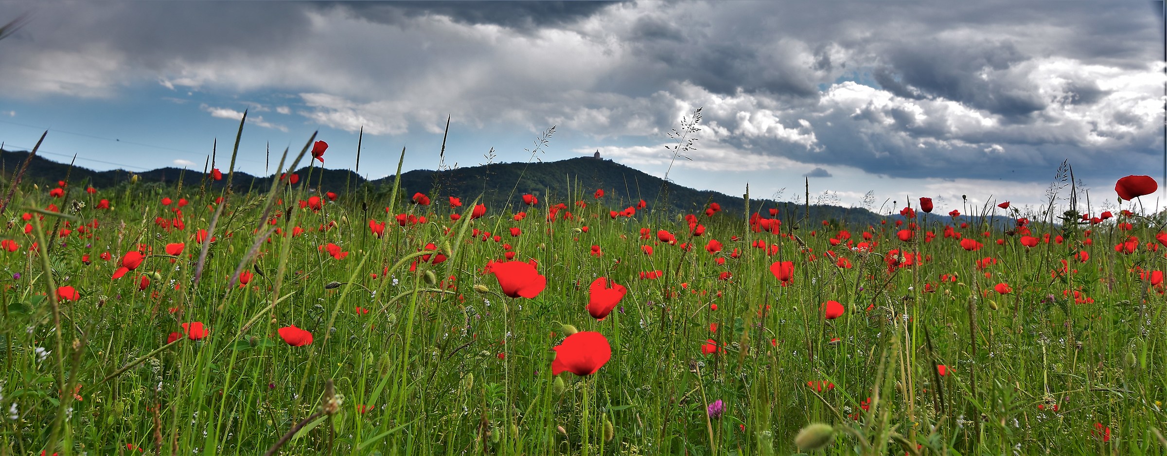 poppies and .....