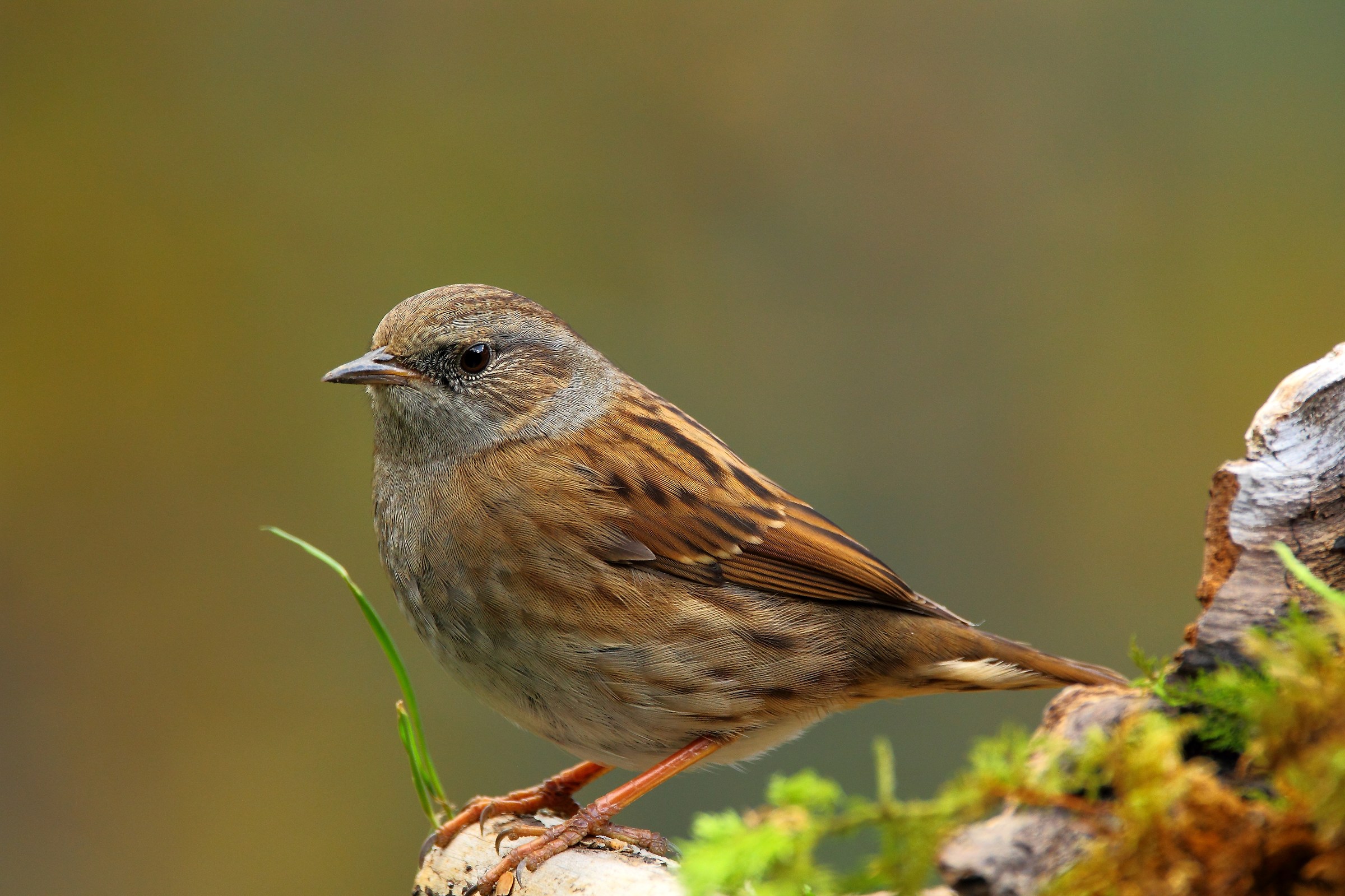 Passera scopaiola / Prunella modularis/...