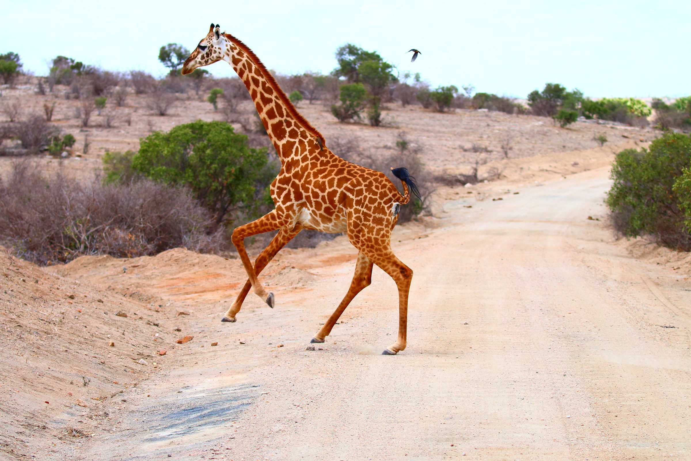 Prima giraffa...