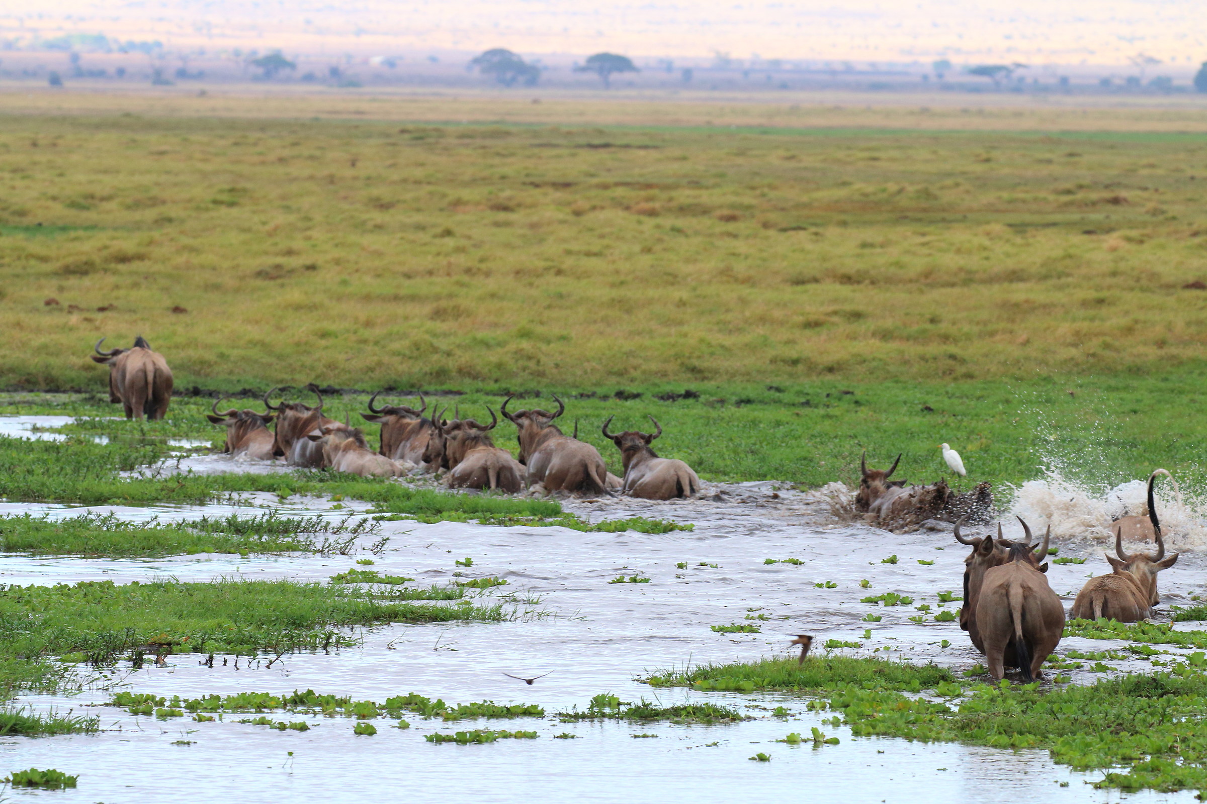 Migrazione ad Amboseli...