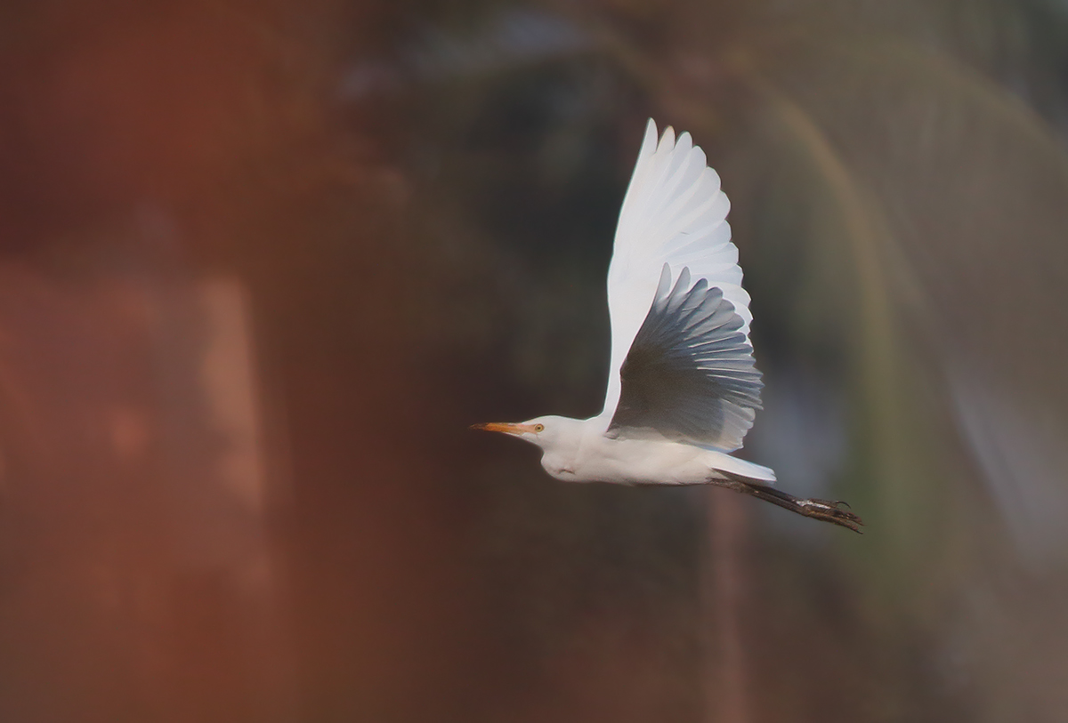 Egret in flight#2...