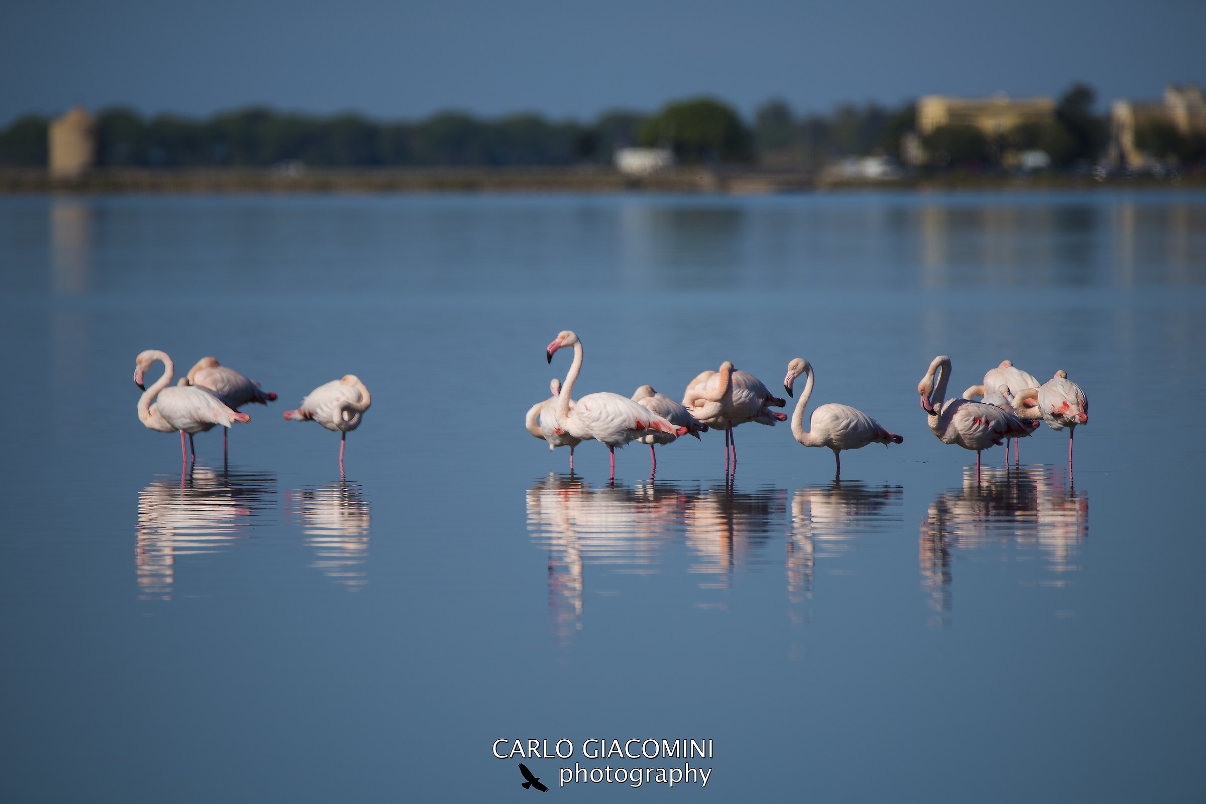 Flamingos in the lagoon...