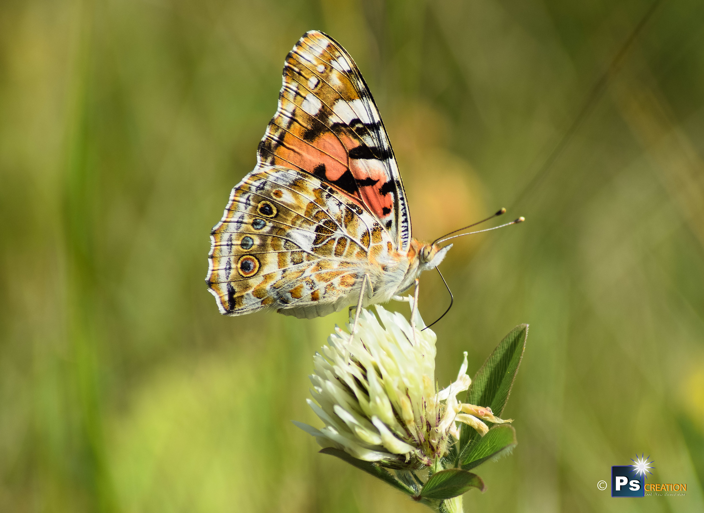 Vanessa cardui / Signora verniciata...