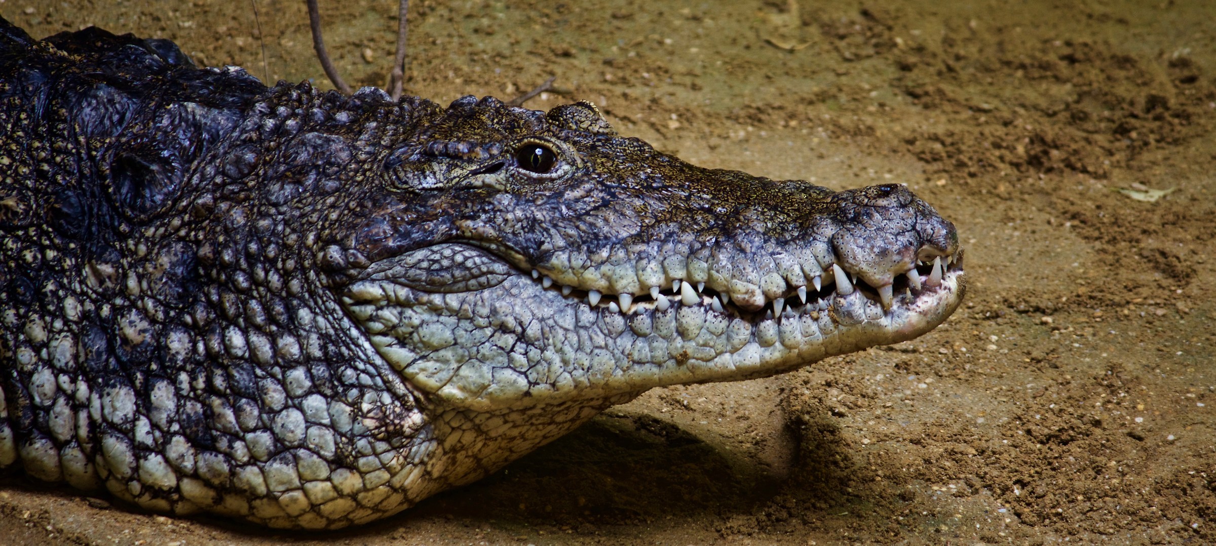 Nile crocodile...