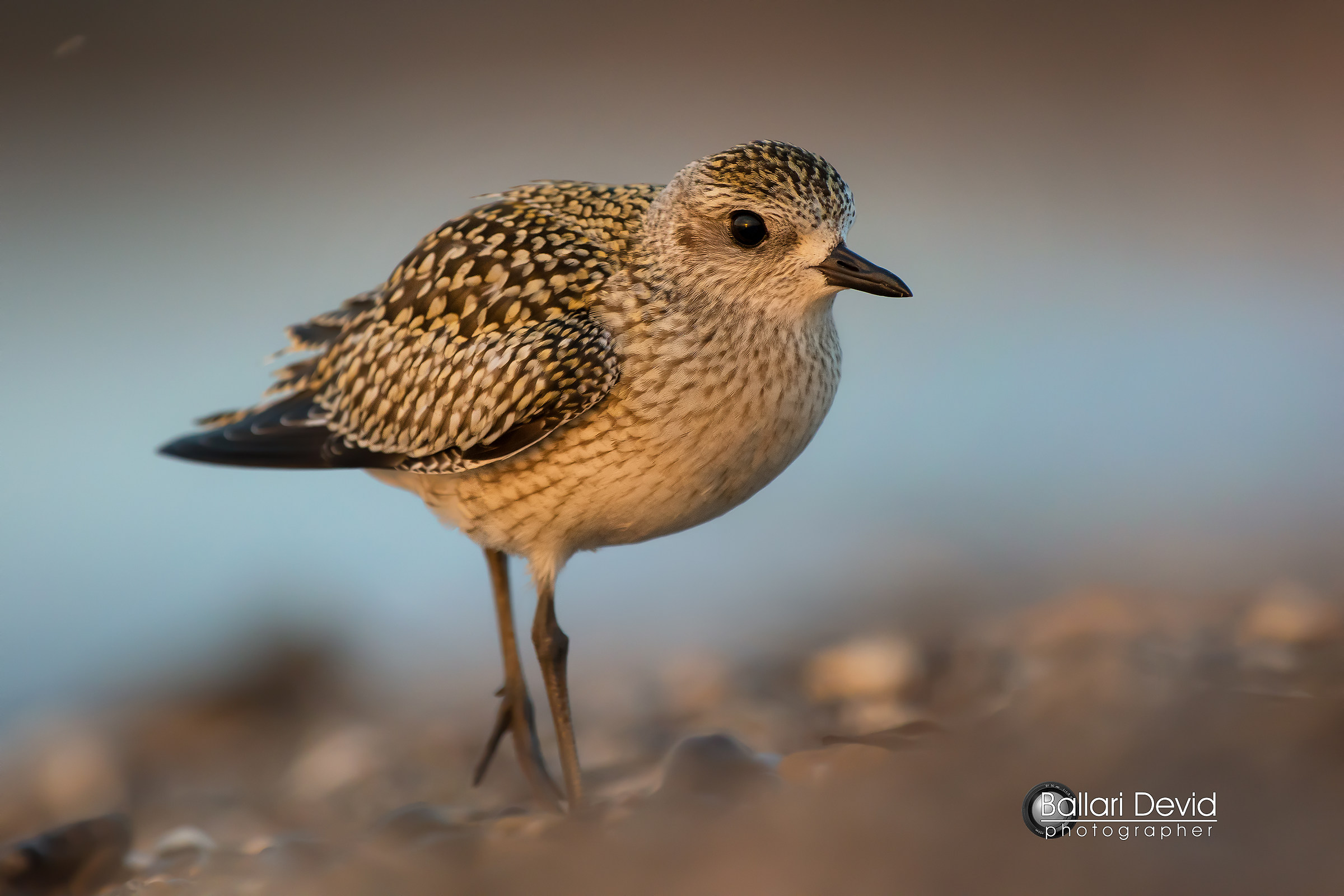 gray plover at first light...