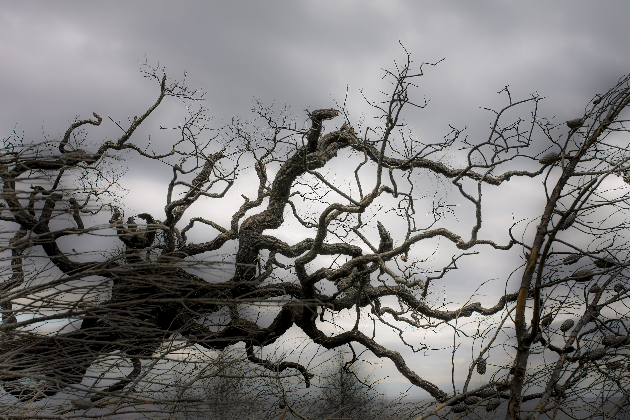 L'albero della morte...