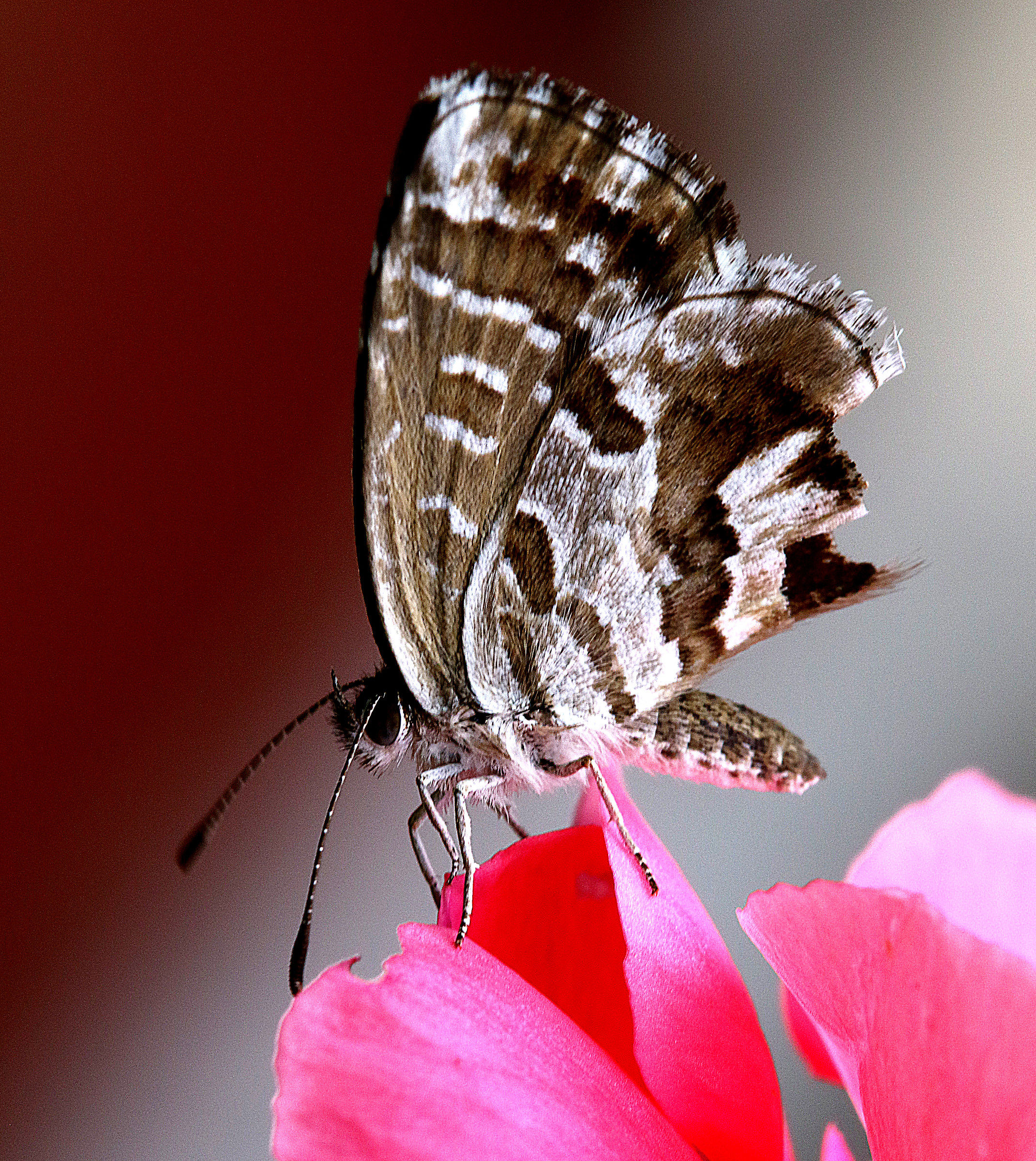 Butterfly on pink....