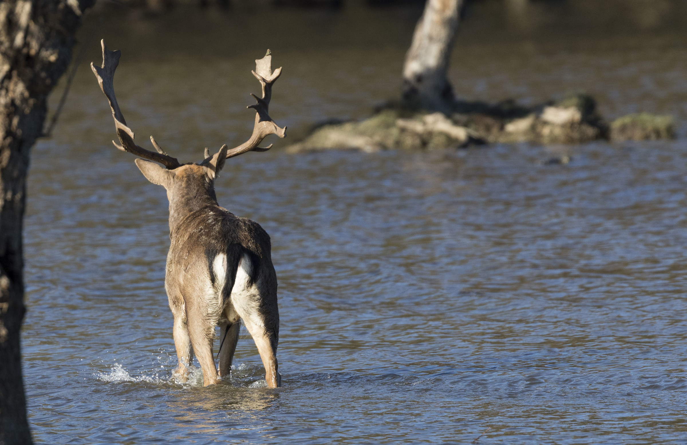 deer antlers...