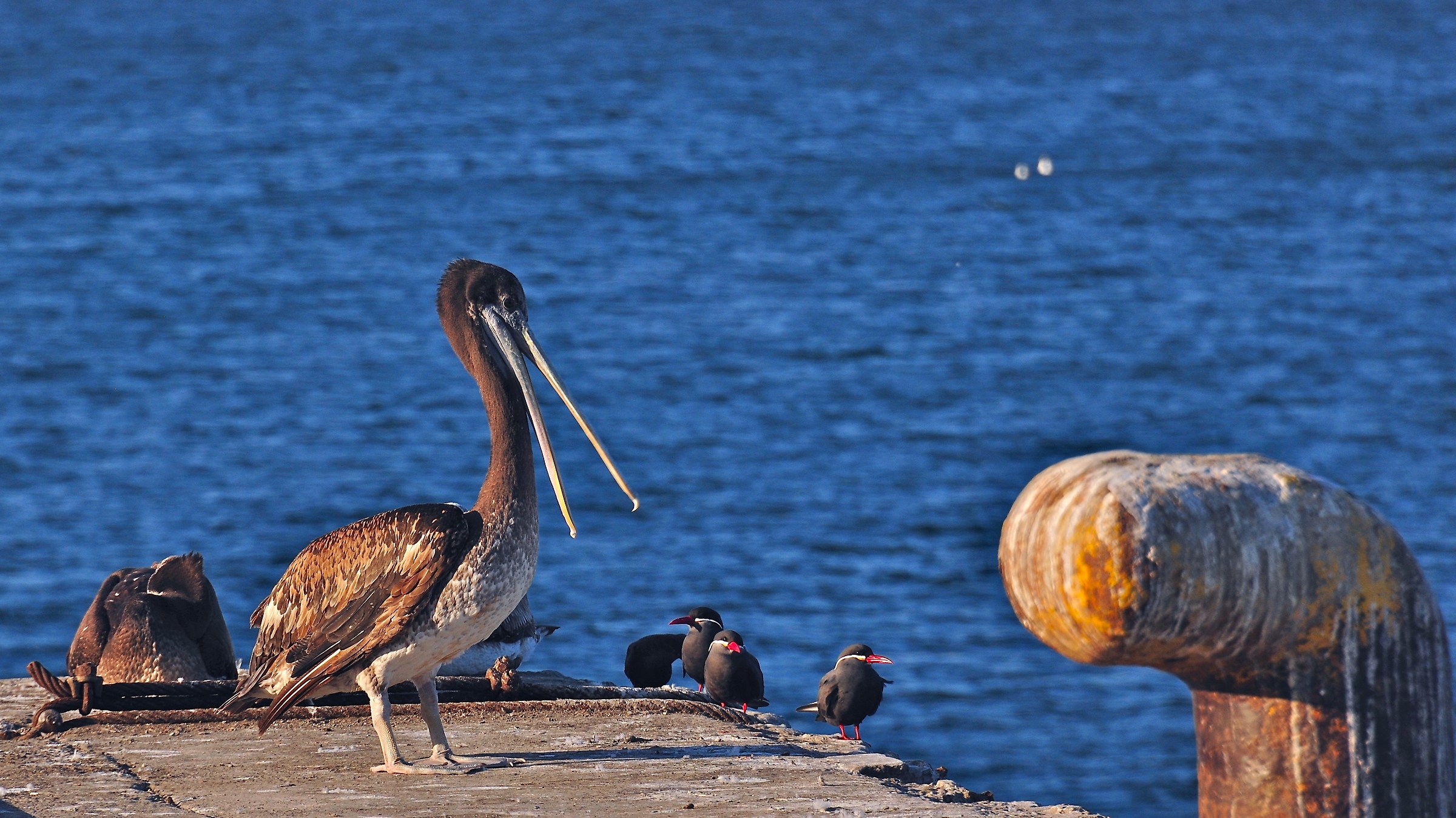 American brown pelican chile...