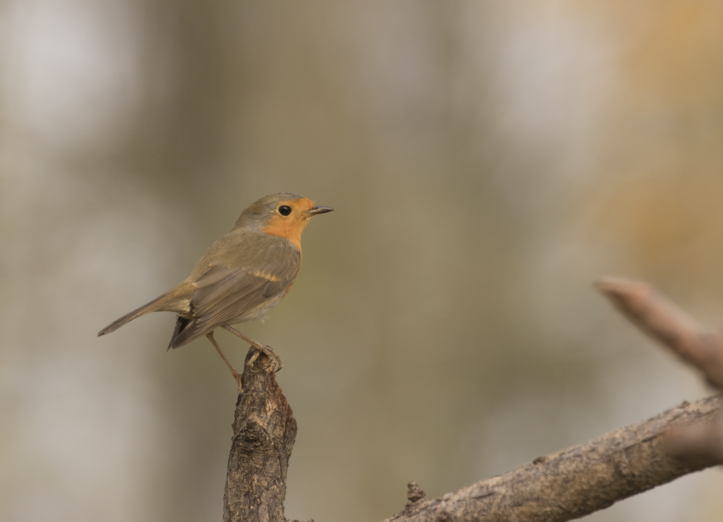 The first robin...