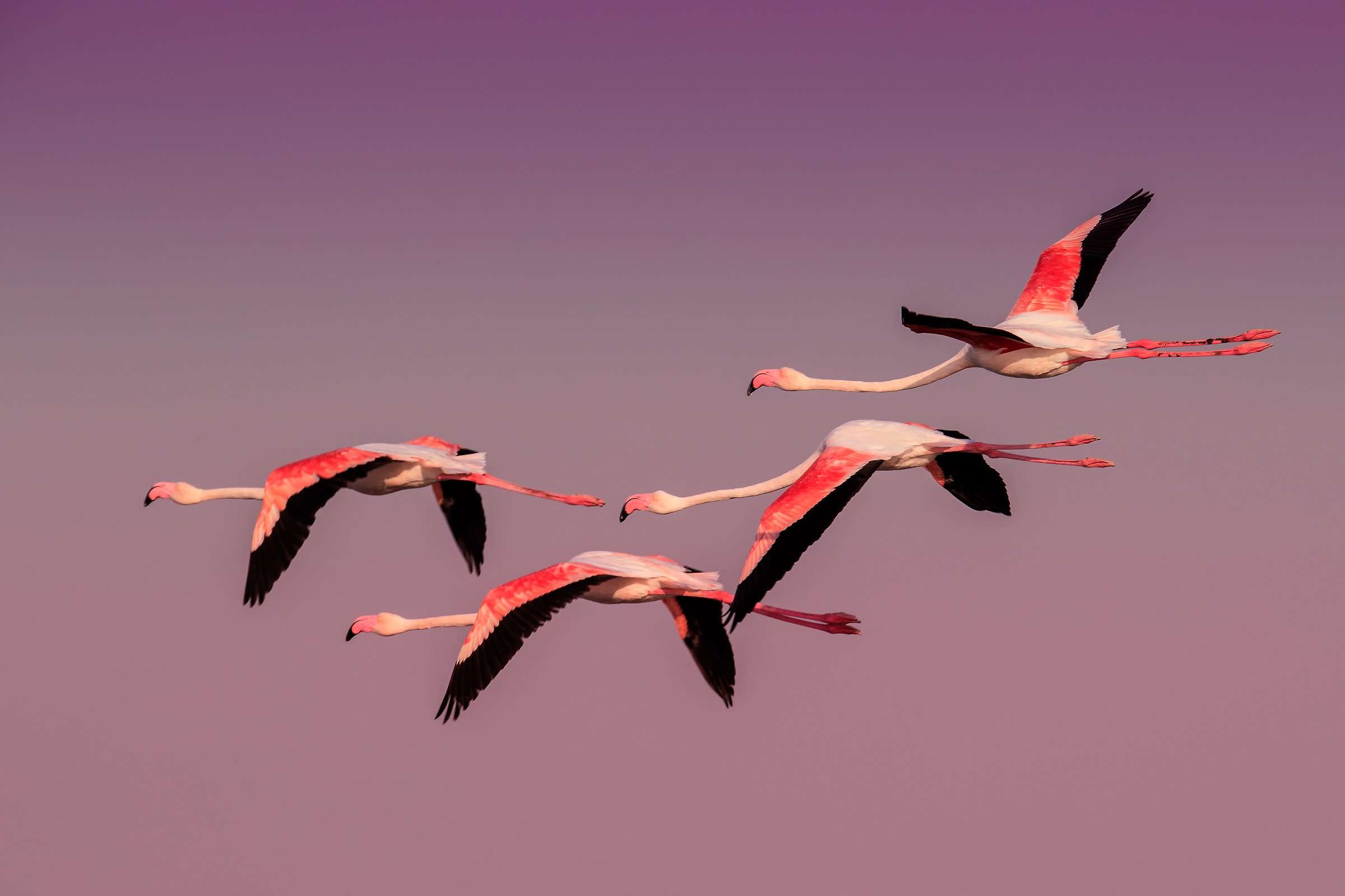 More flamingos in flight to Dubai Ras Al Khor...