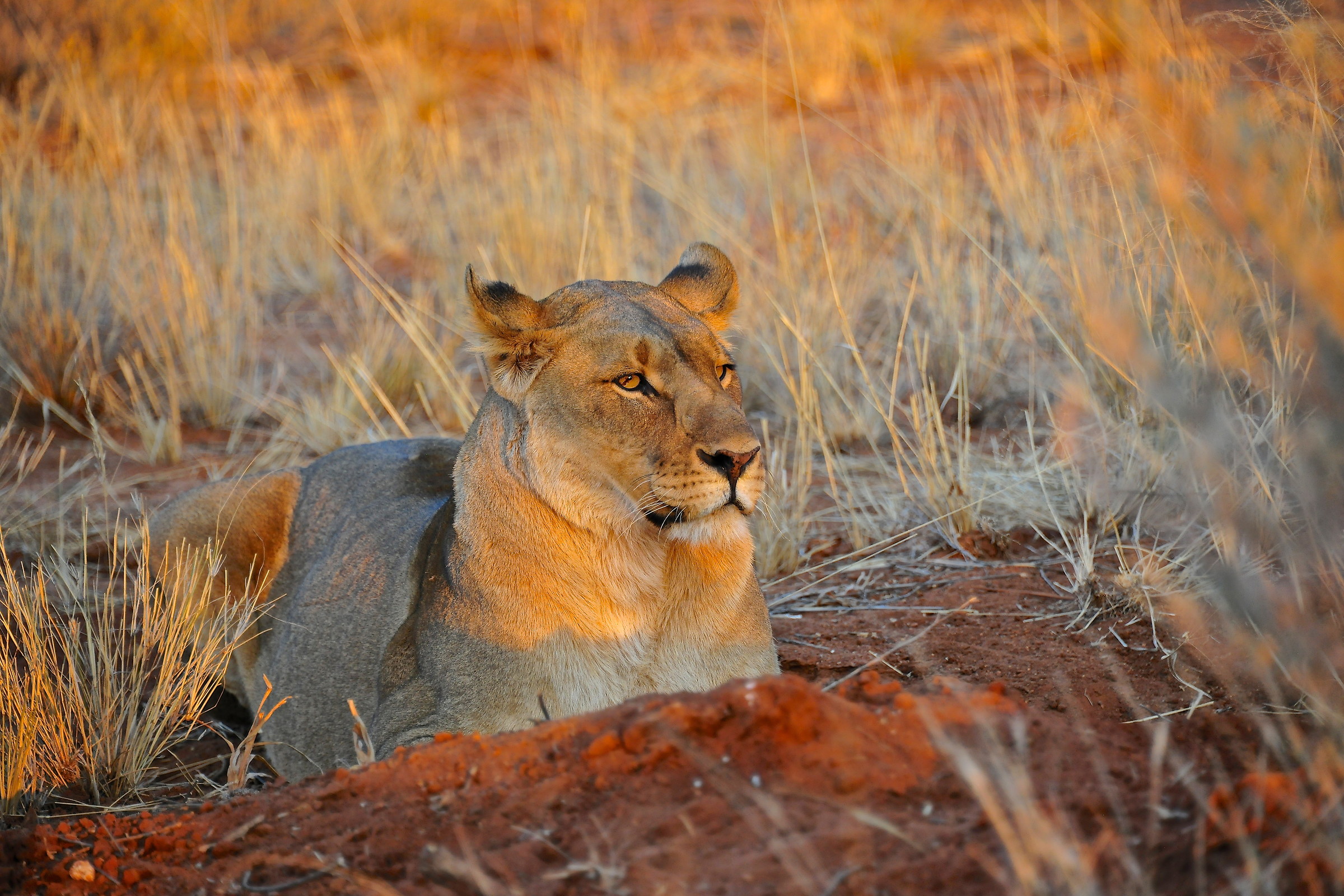 lioness at dawn; namibia...