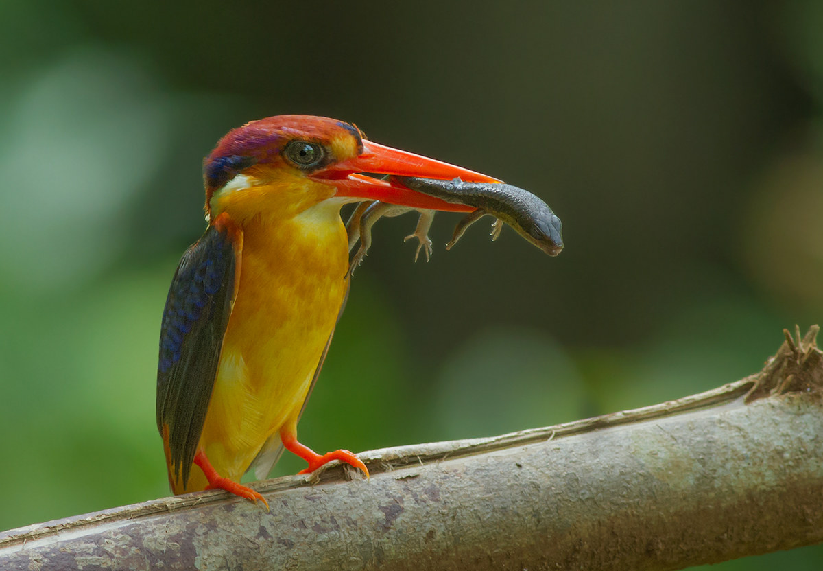 Nano Oriental Kingfisher al nido. # 1...