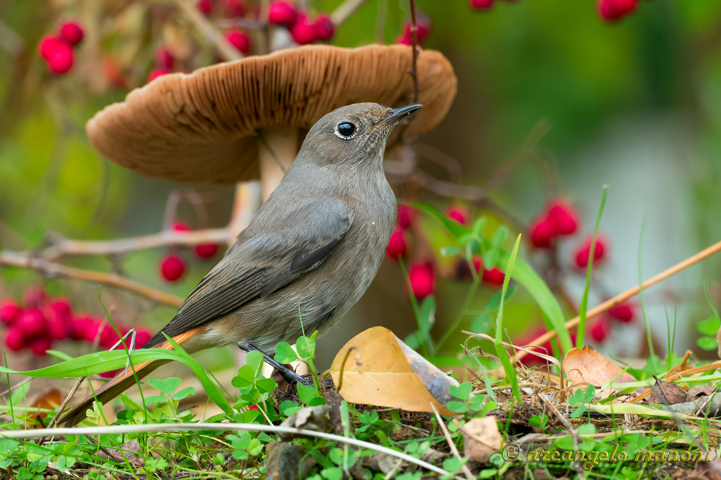 The fungus, berries and redstart...