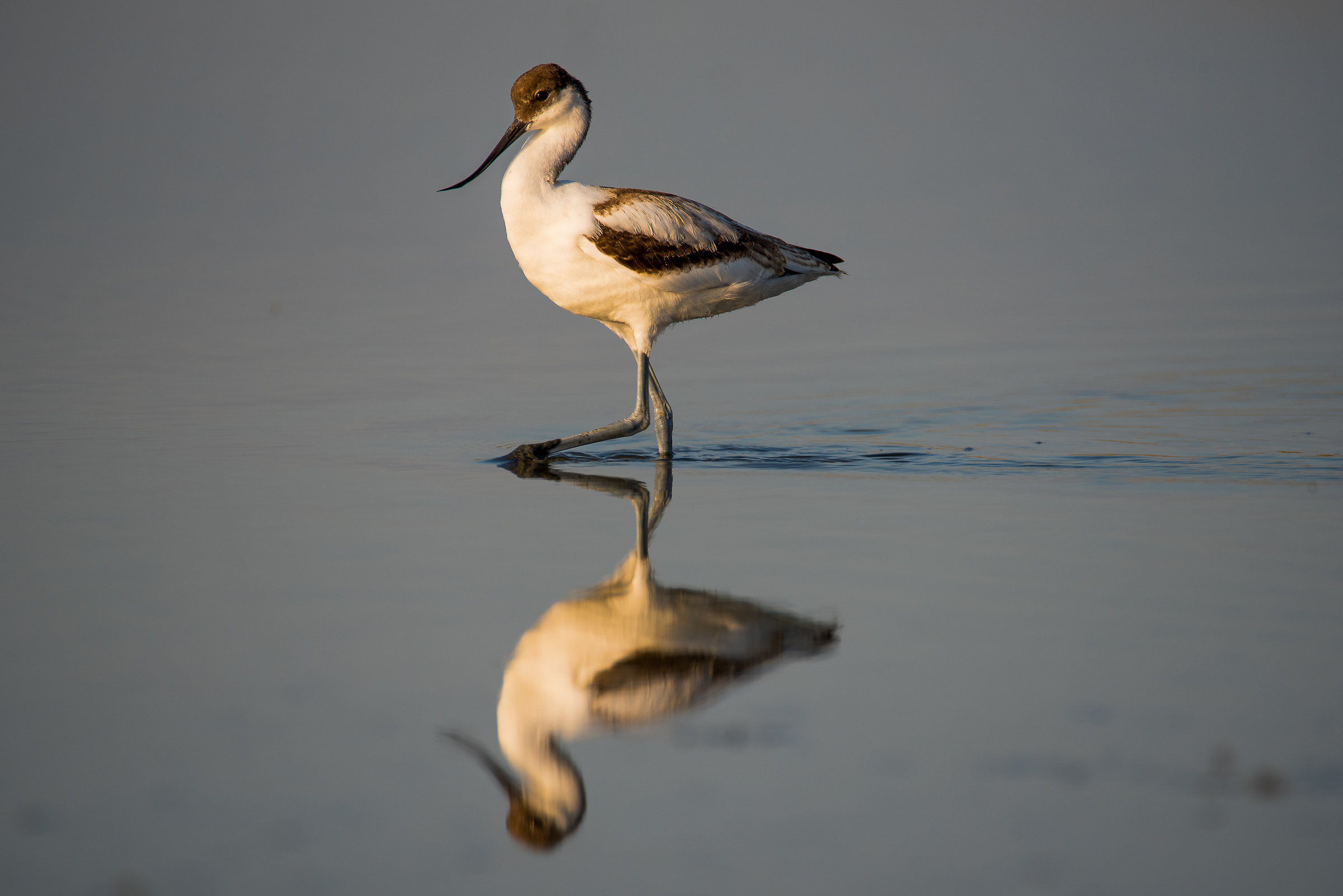 young avocet...