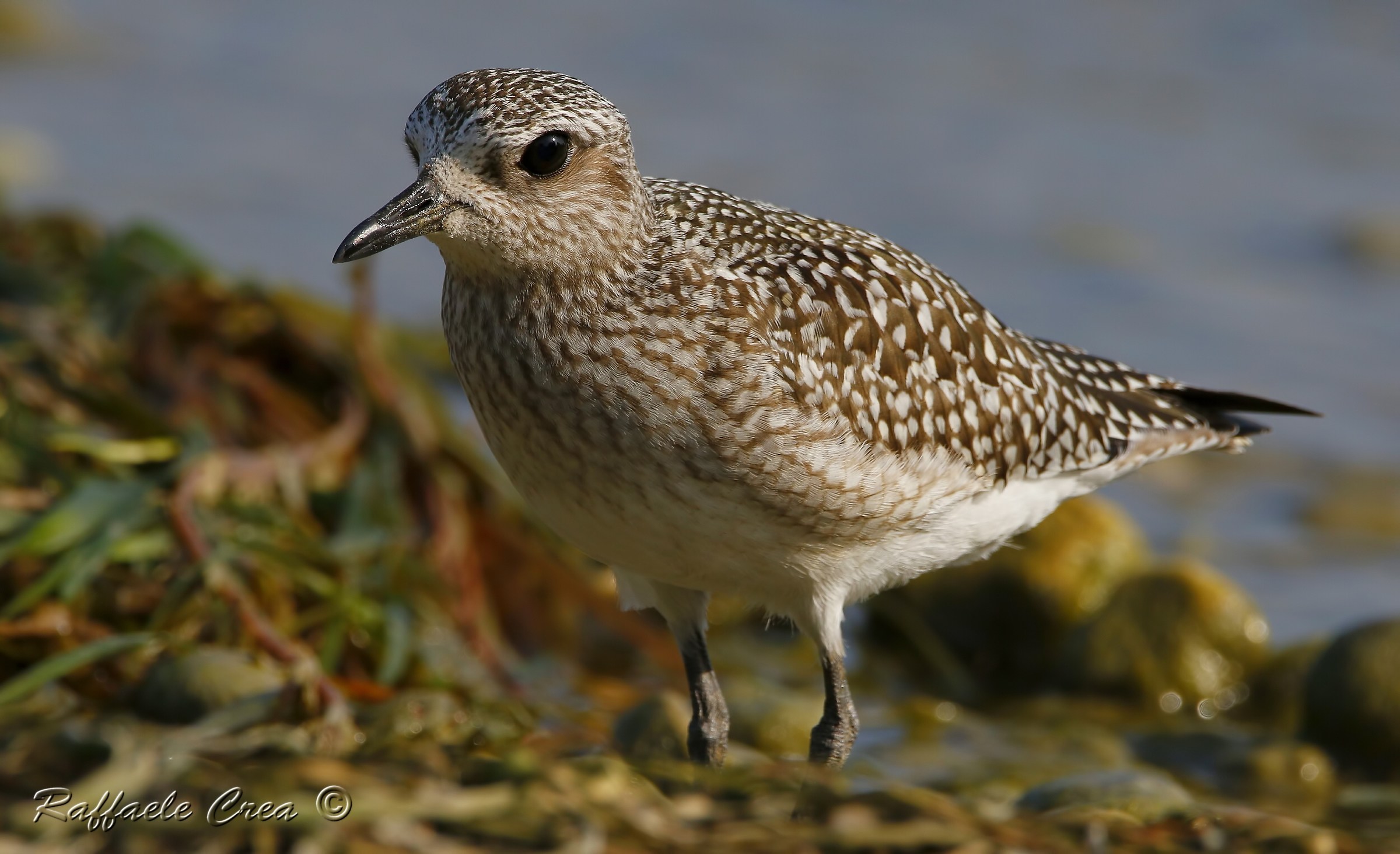 Grey Plover...