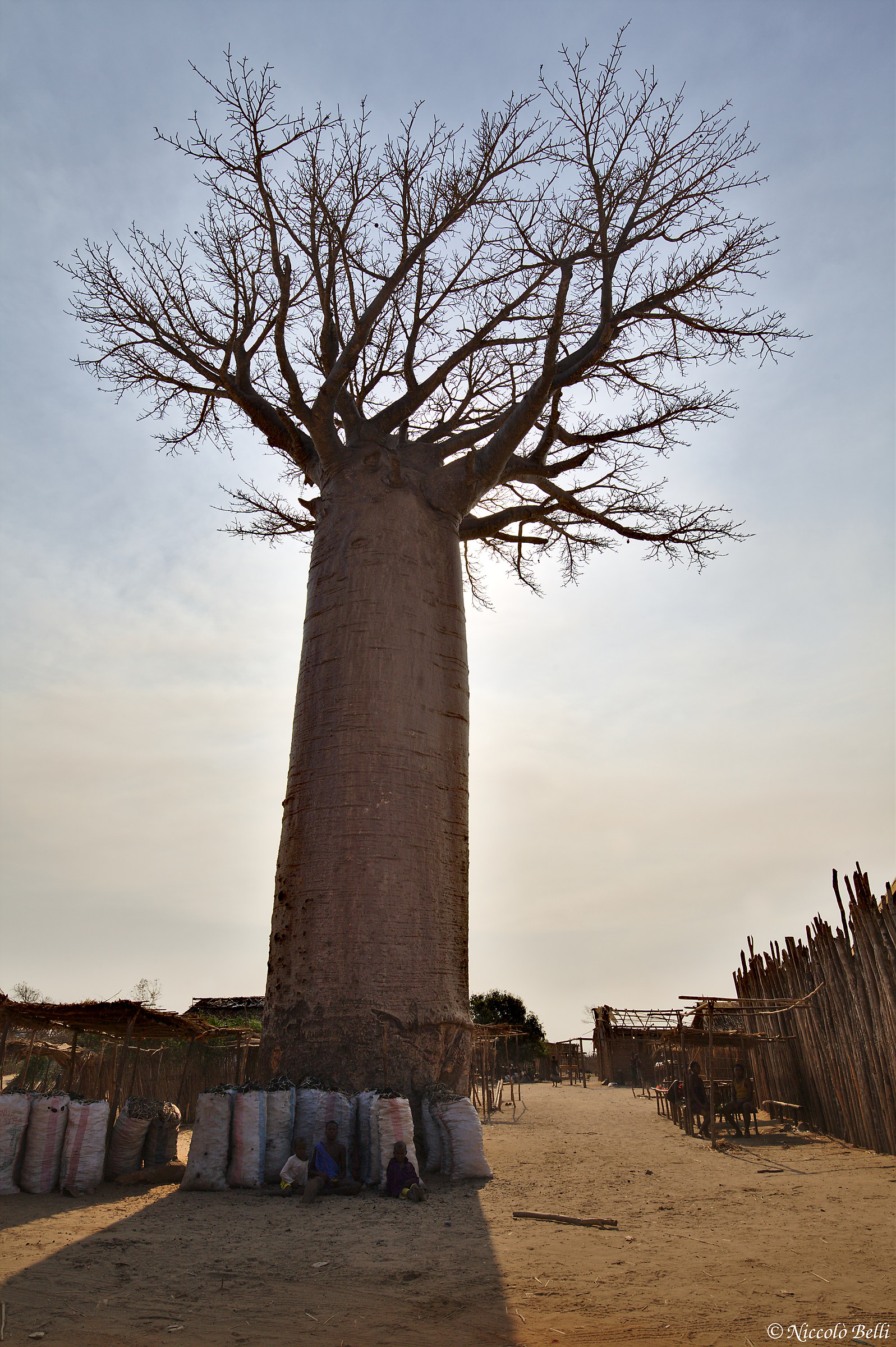 In the shadow of the great Baobab...