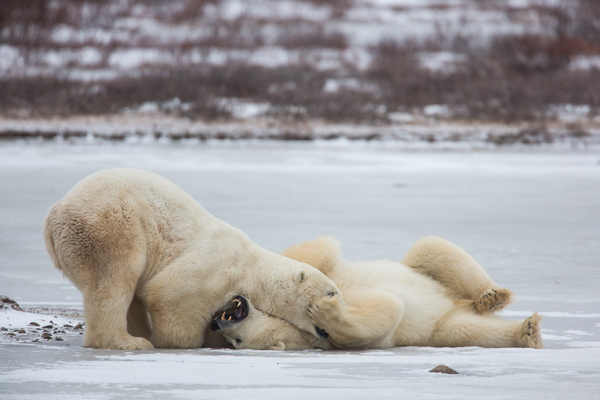 Polar bears playing #2...