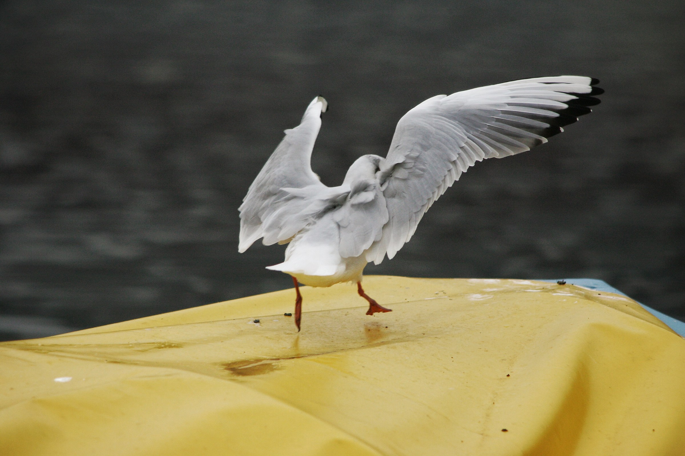 Landing...