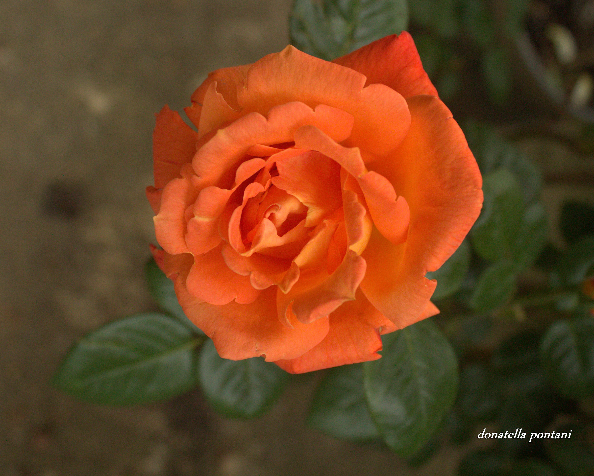 Delicate orange rose...