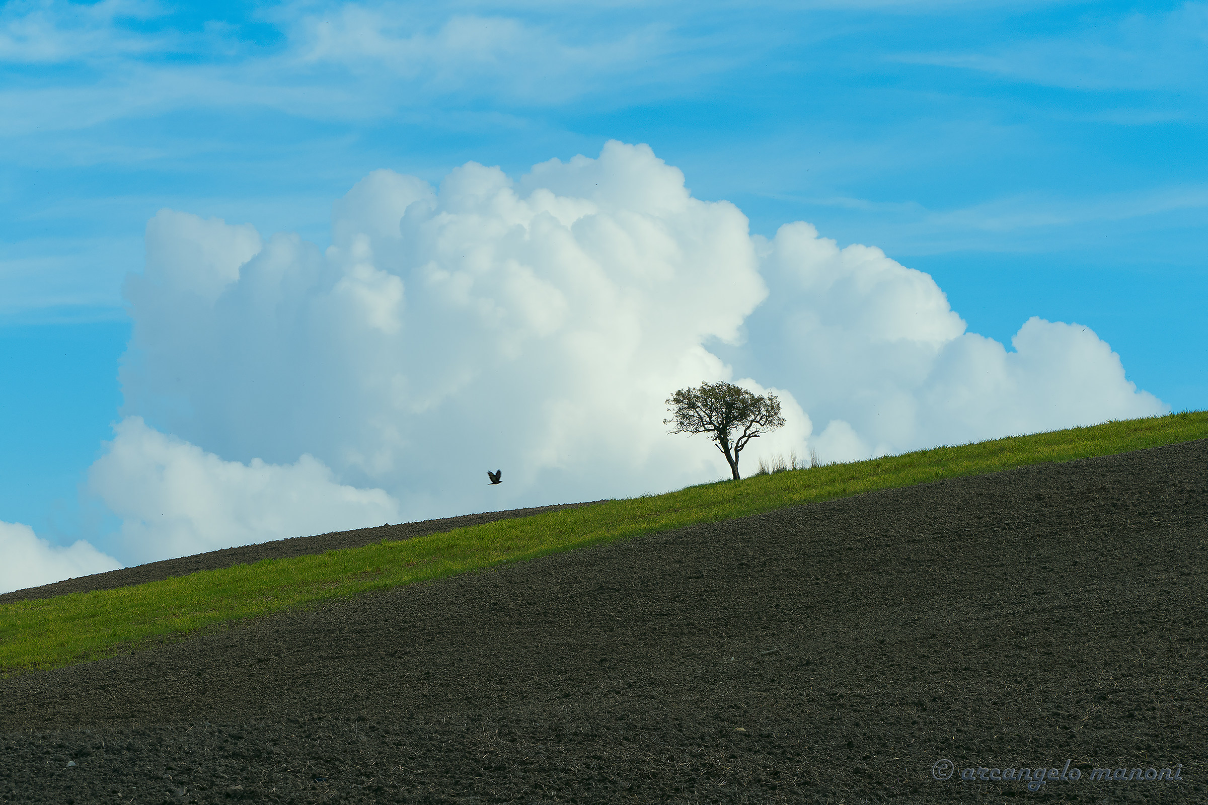 The earth, the tree, the bird, the clouds and the sky...
