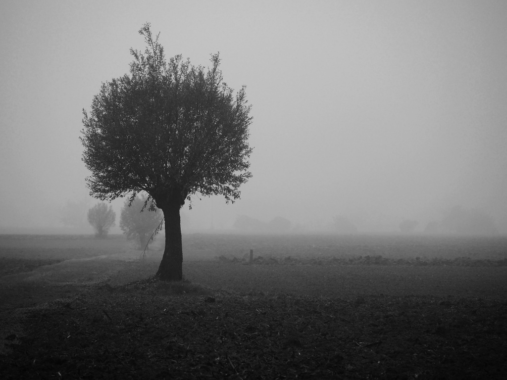 fog in the valleys great Verona...