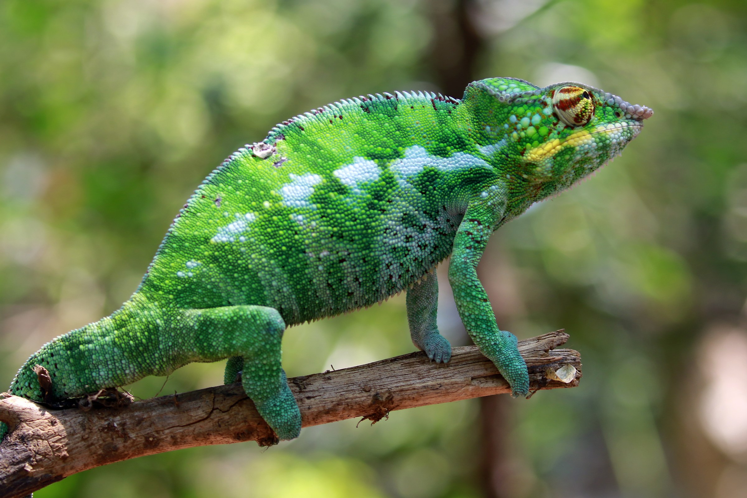 Chameleon - Madagascar...