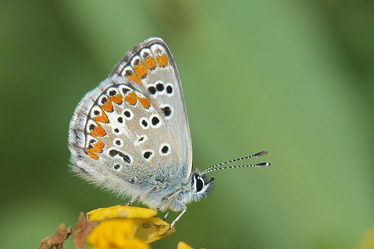 Polyommatus icarus...