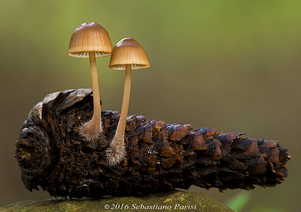 Mycena seynii...