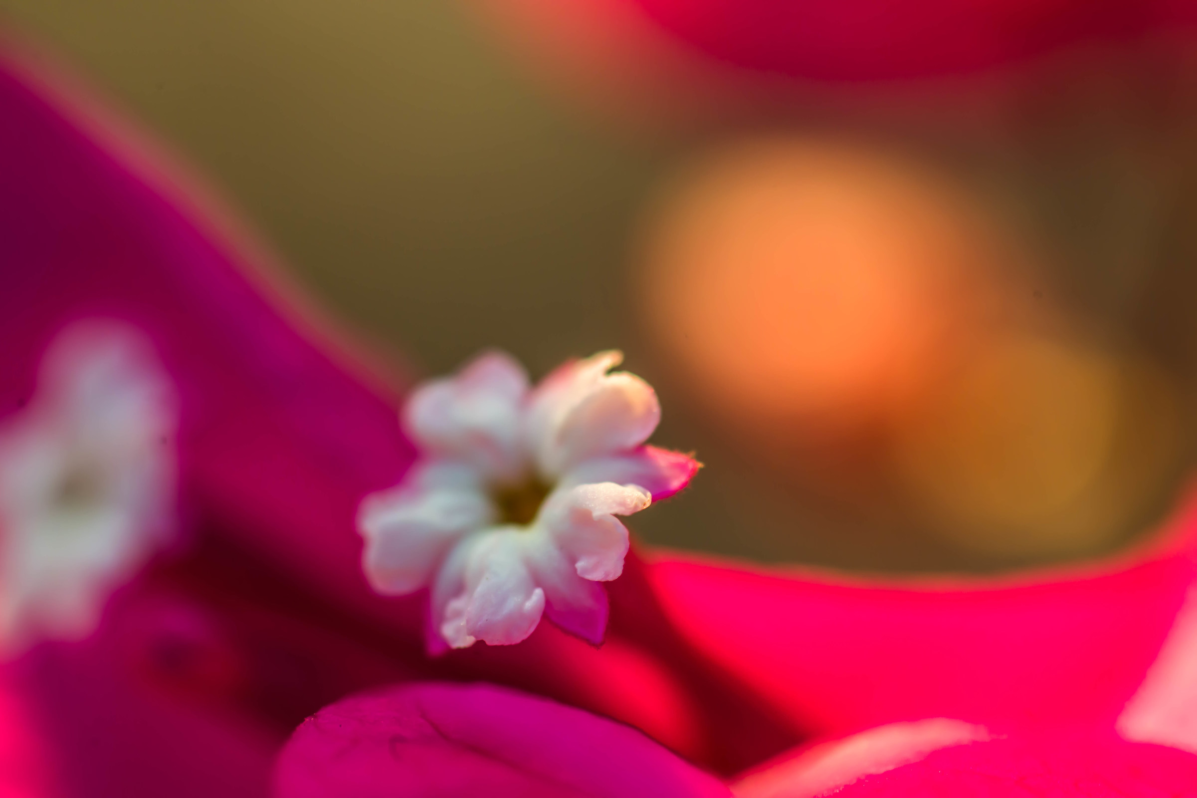 Rosa...