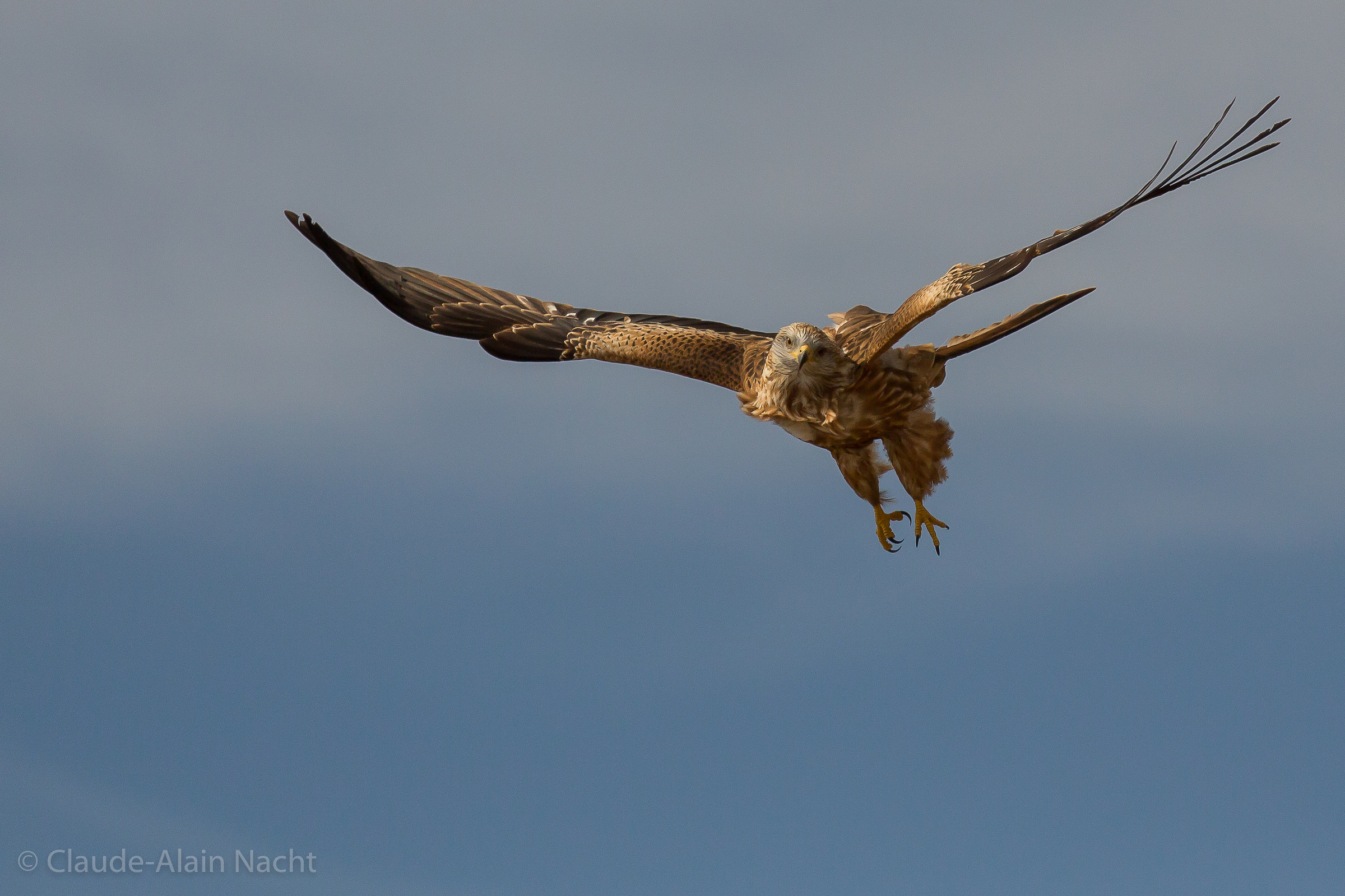 Braking red kite...