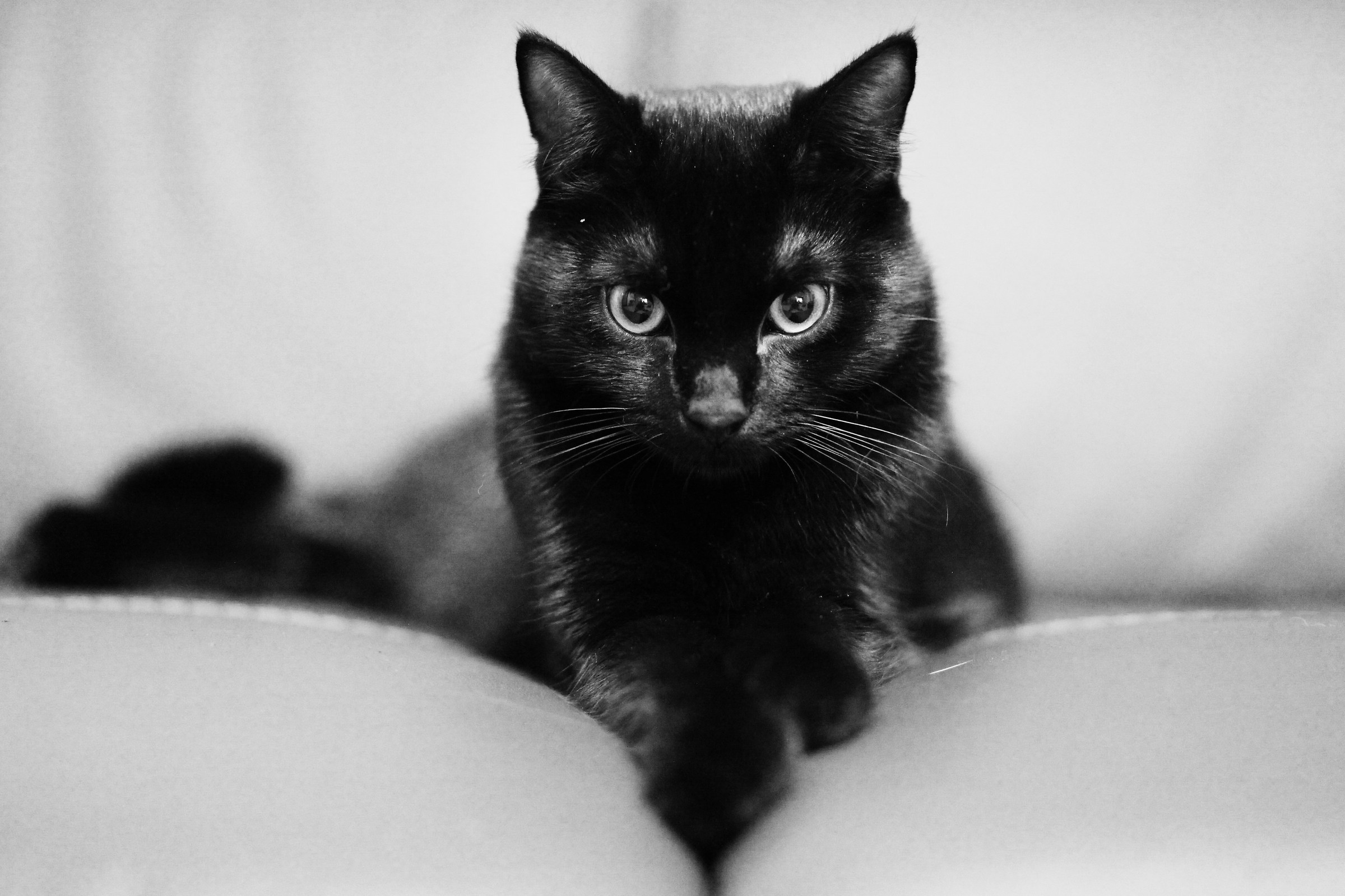 The blackcat...