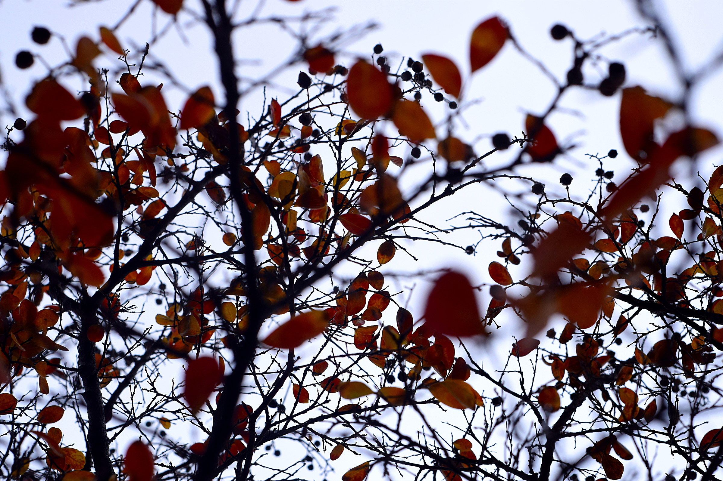 Silhouette di rami d'autunno...