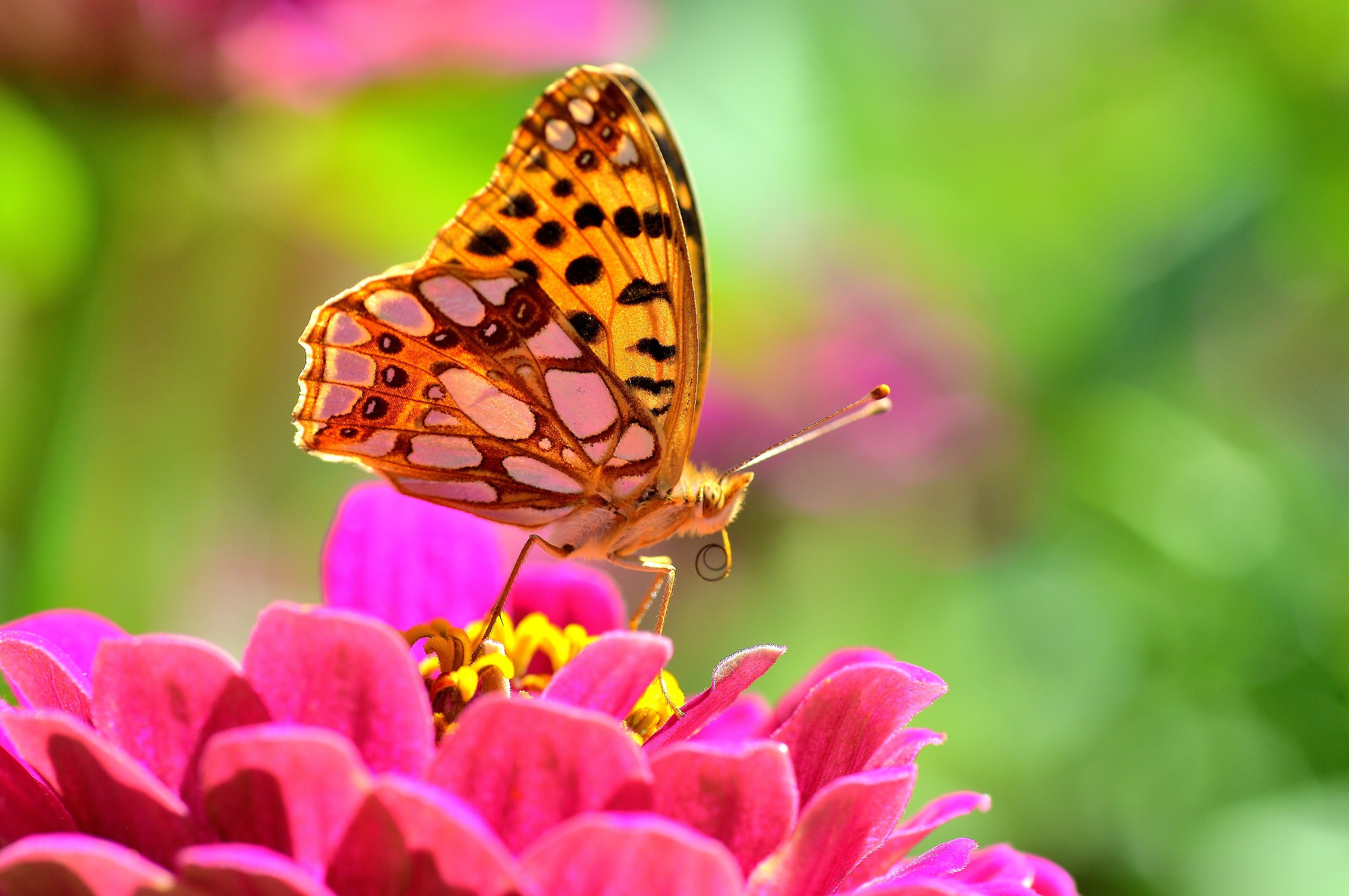 Issora lathonia...
