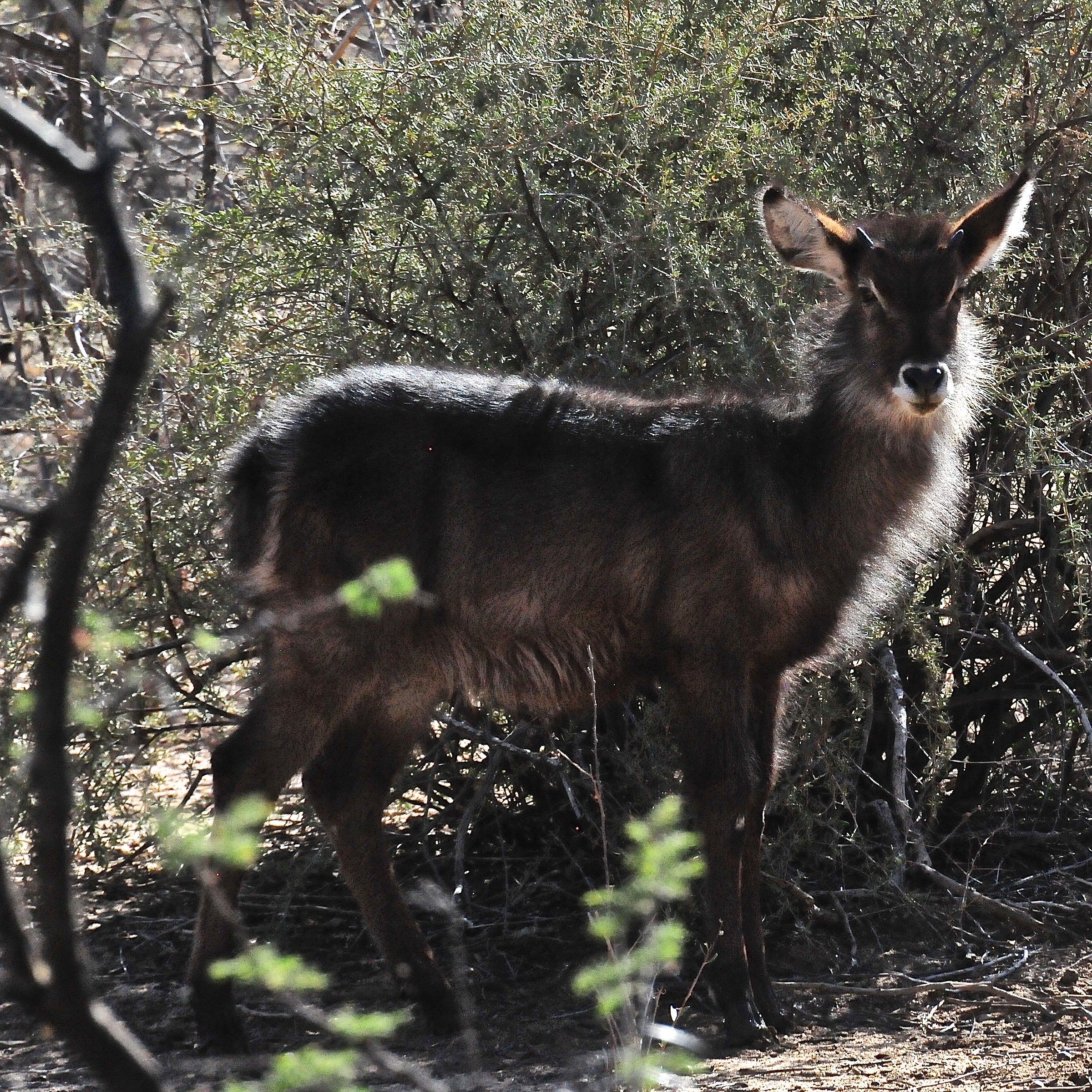 young cobo ellissiprysmus, Namibia...