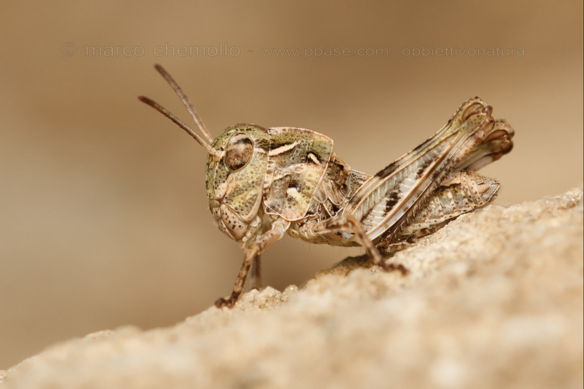 Oedaleus decorus (ninfa)...