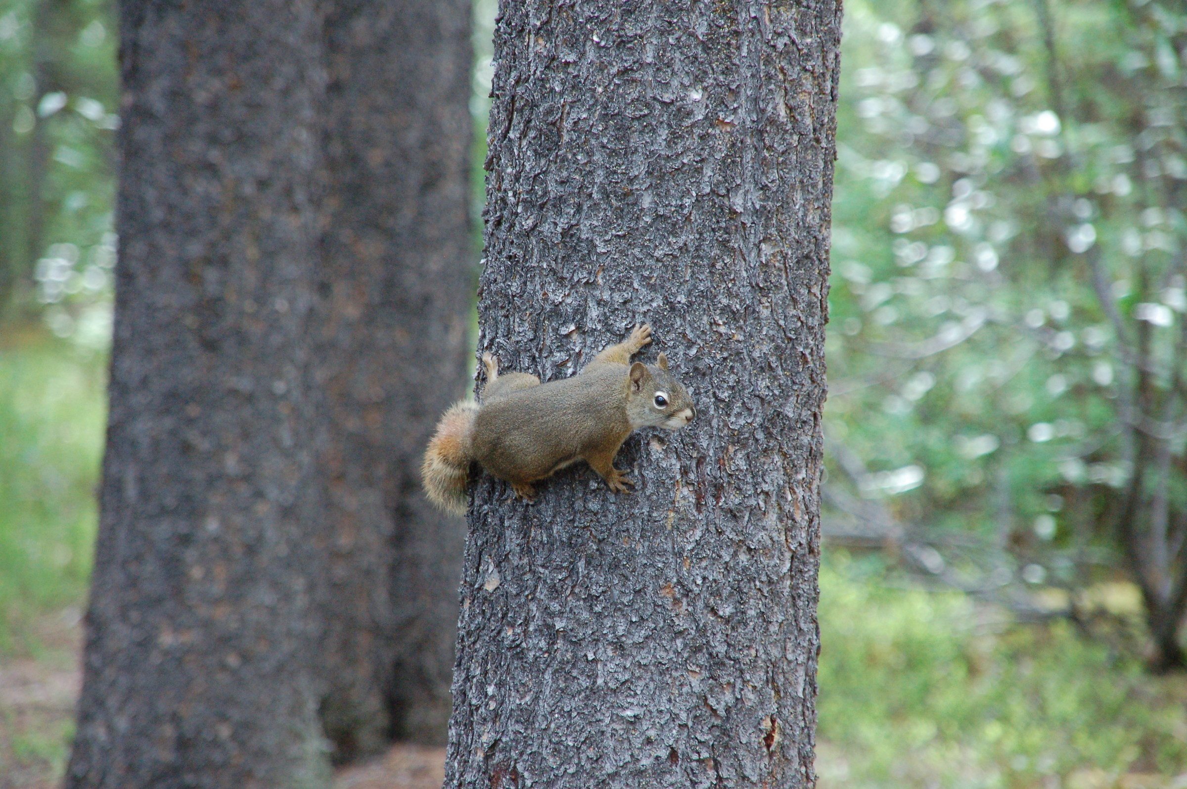 Squirrel...