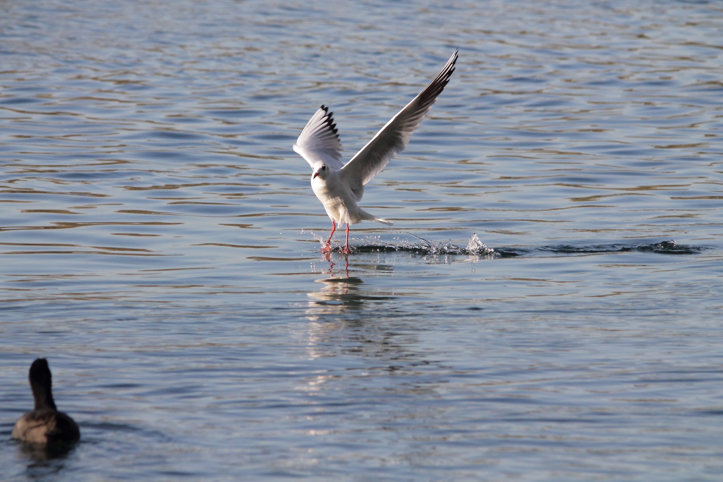 glide Seagull...