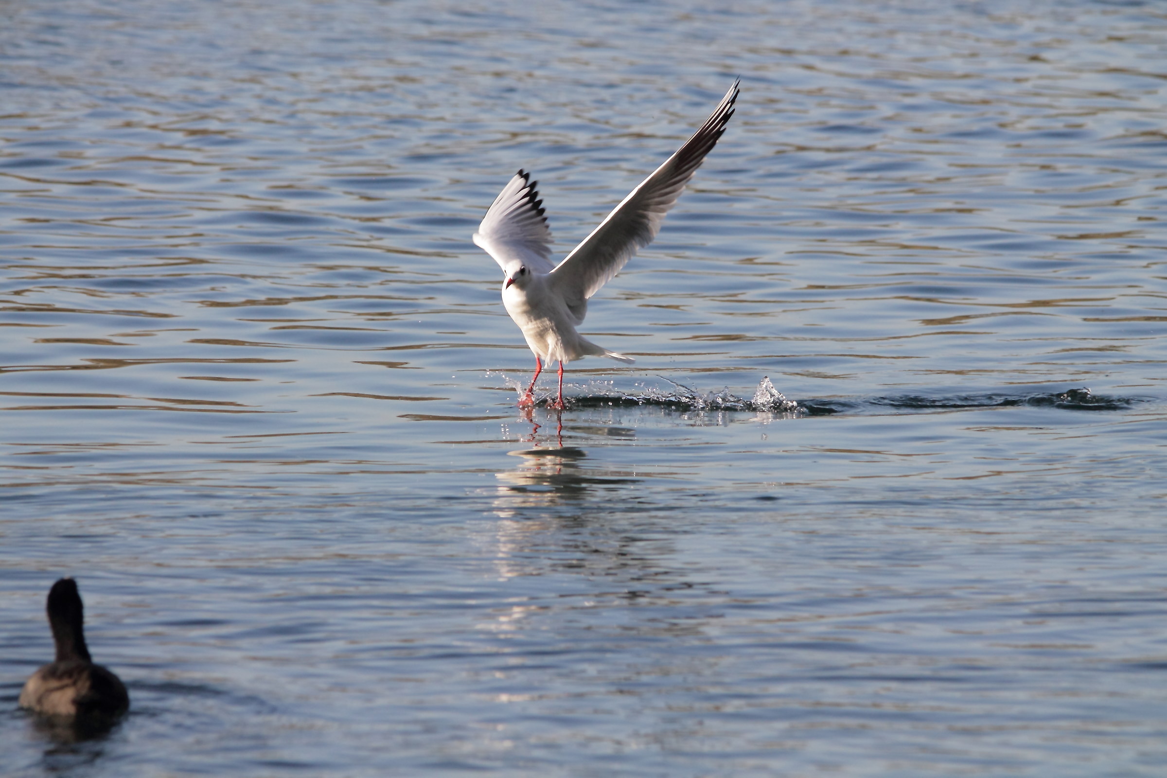 glide Seagull...